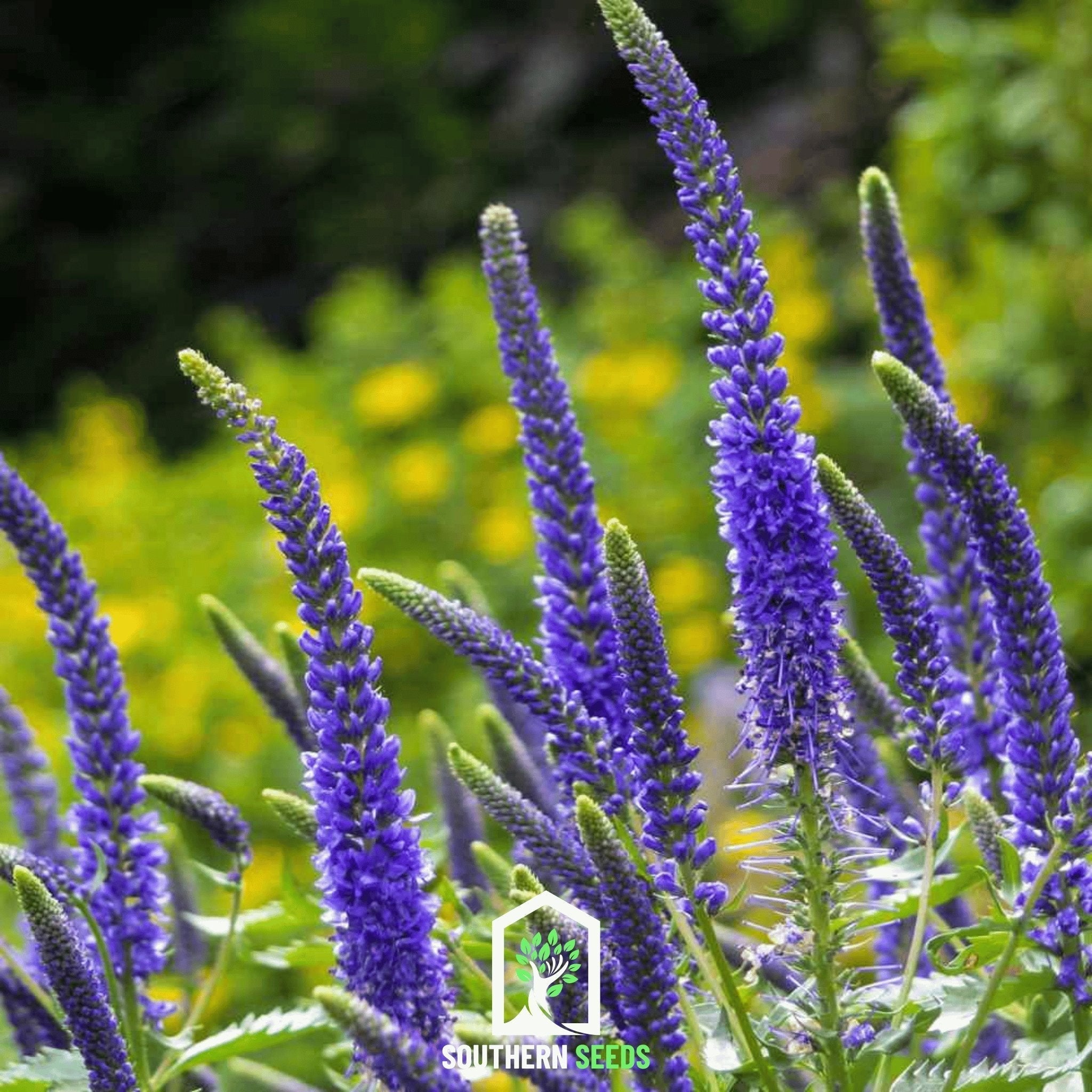 Spiked Speedwell Veronica – 50 Seeds Southern Seeds