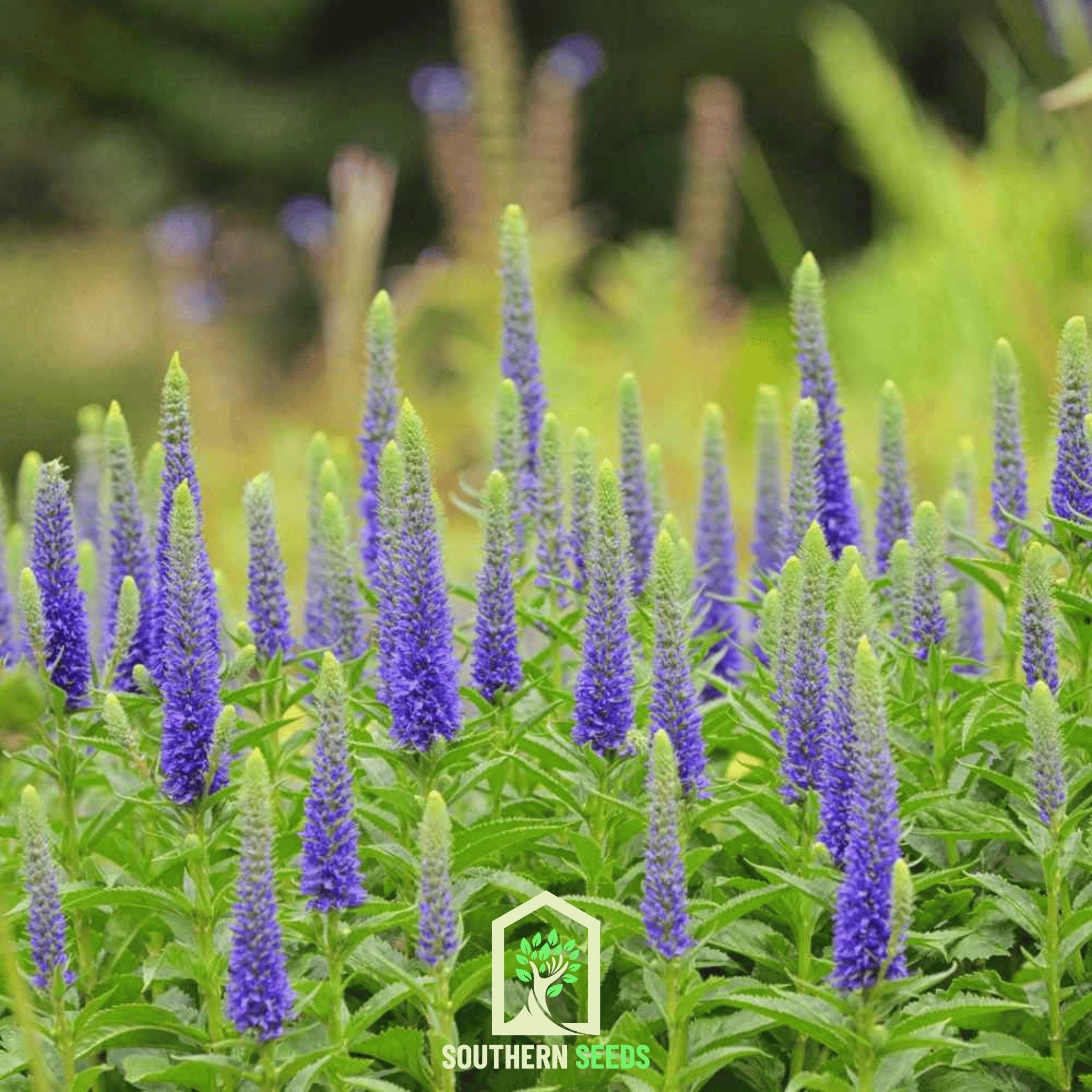 Spiked Speedwell Veronica – 50 Seeds Southern Seeds