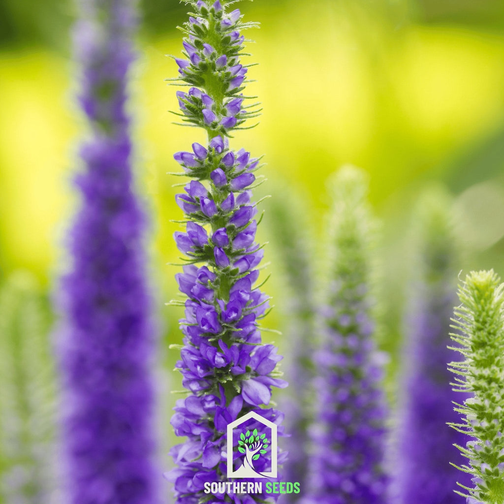 Spiked Speedwell Veronica – 50 Seeds Southern Seeds
