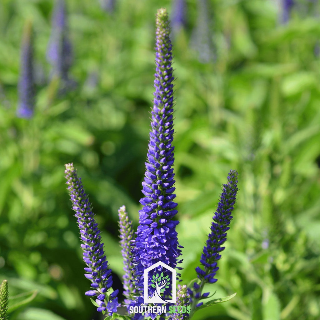 Spiked Speedwell Veronica – 50 Seeds Southern Seeds
