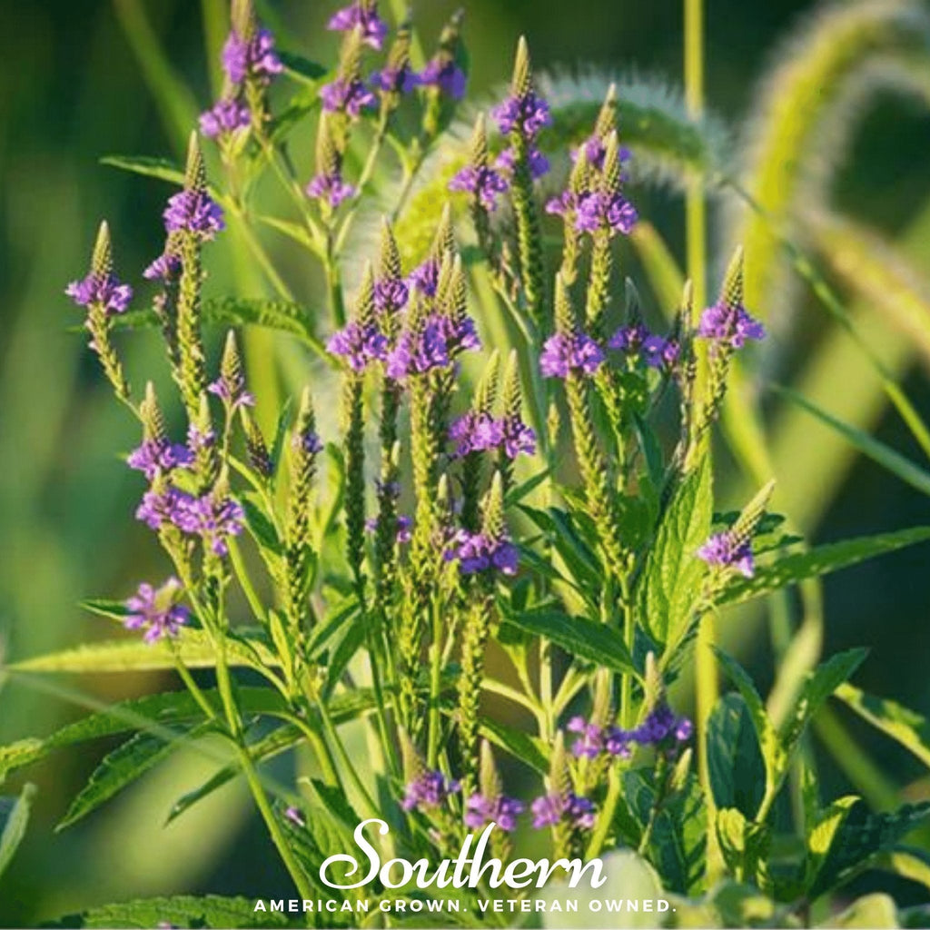 Blue Vervain – 100 Seeds Southern Seeds