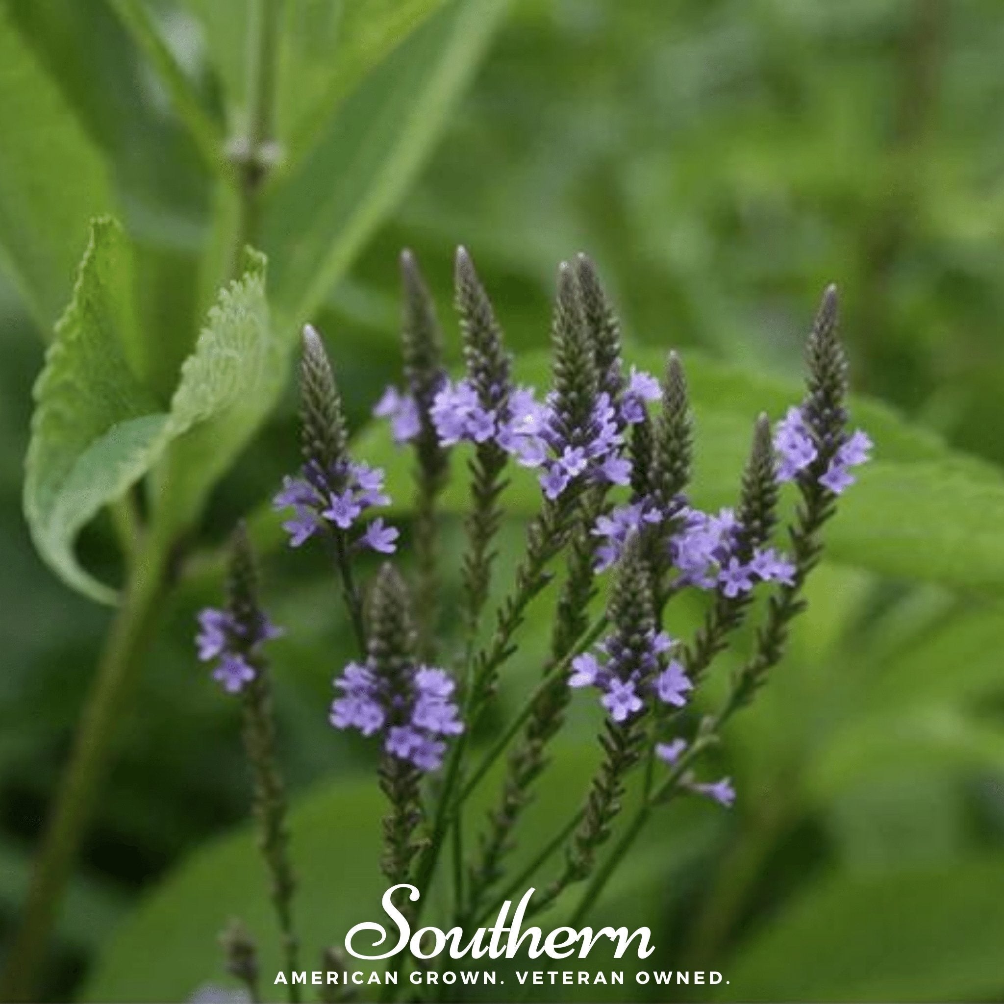 Blue Vervain – 100 Seeds Southern Seeds