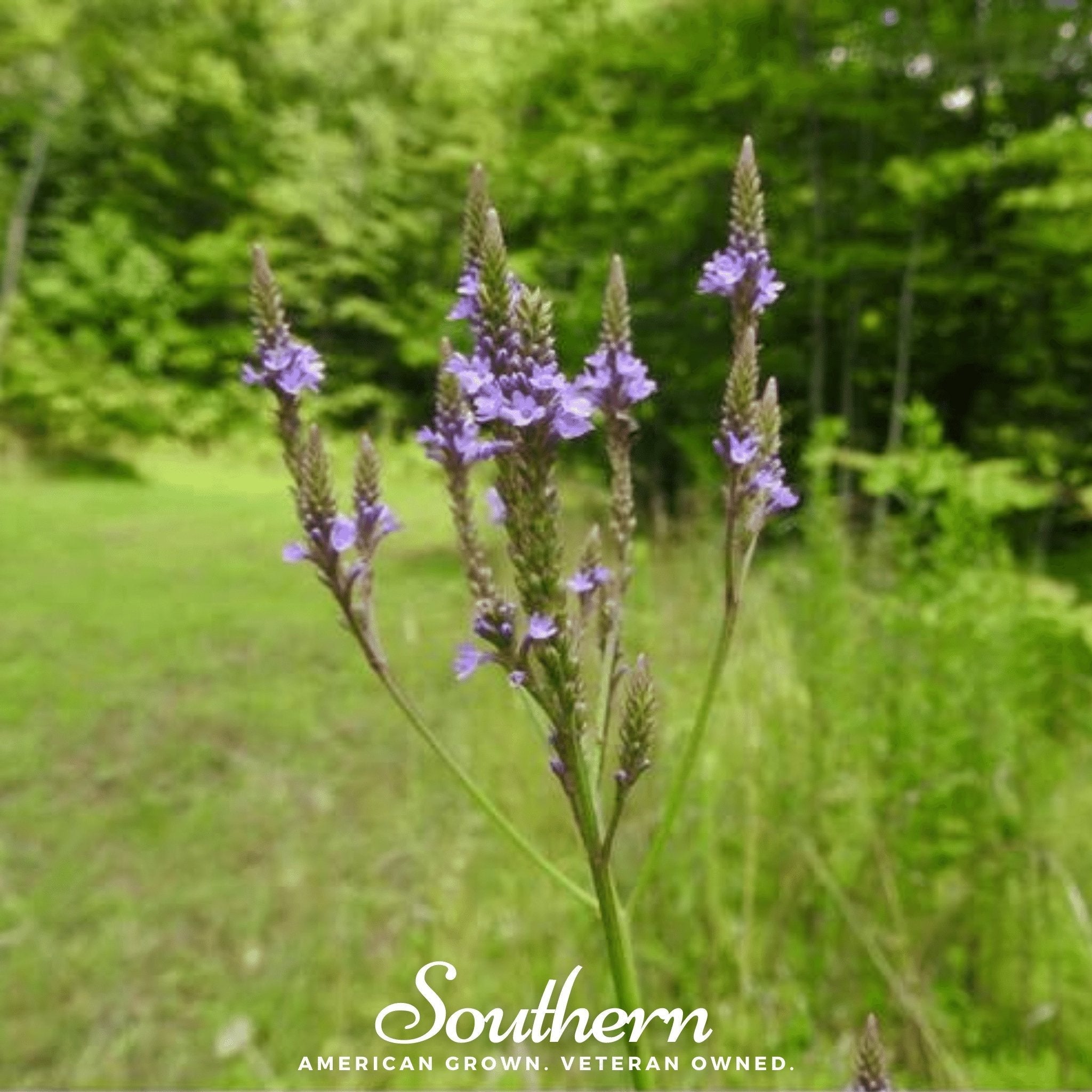 Blue Vervain – 100 Seeds Southern Seeds