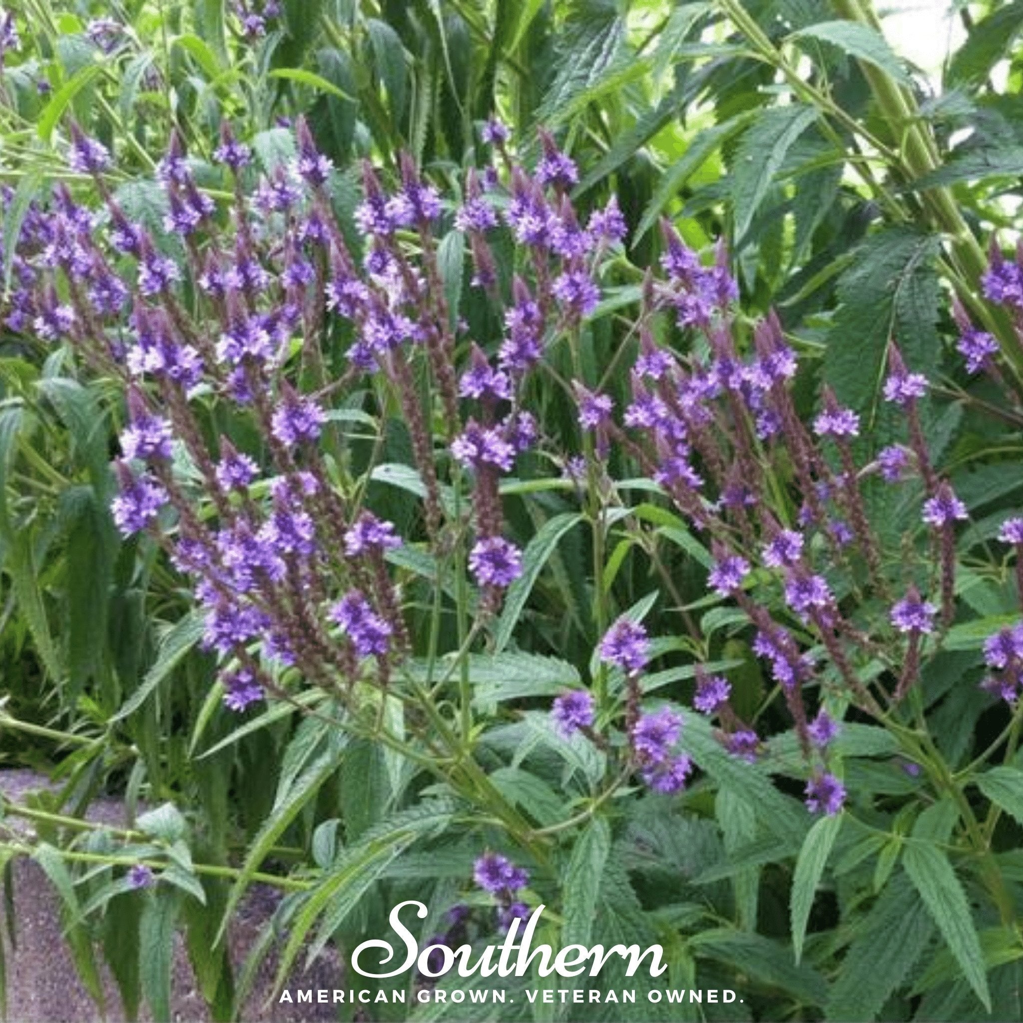 Blue Vervain – 100 Seeds Southern Seeds