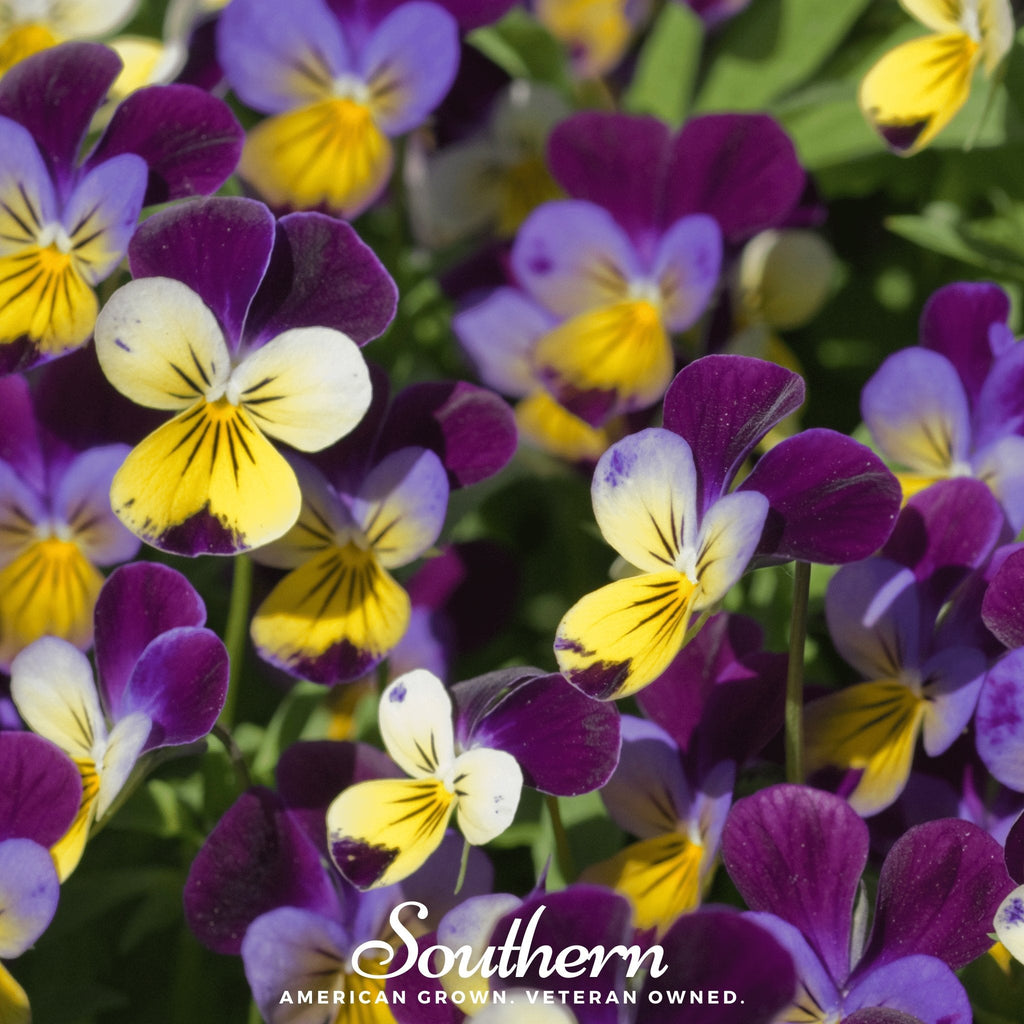 Johnny Jump Up Viola – 200 Seeds Southern Seeds