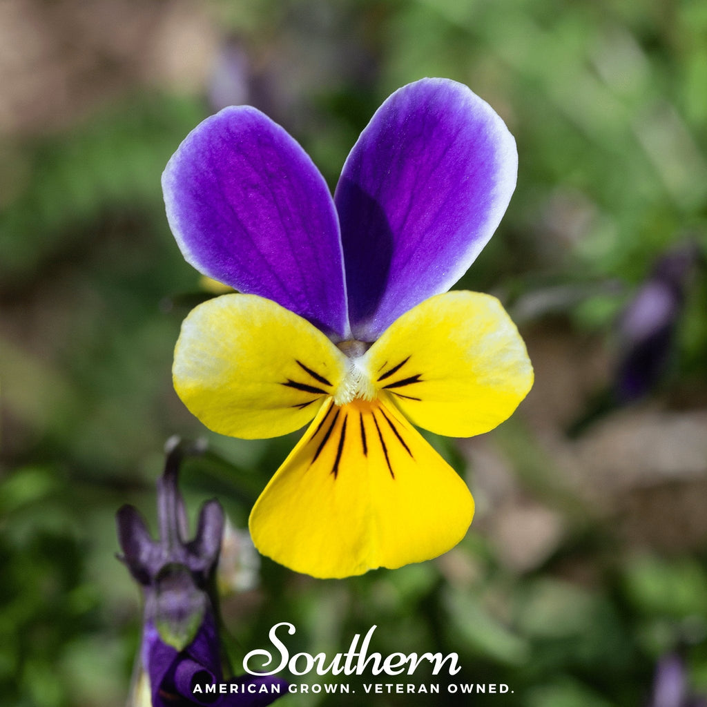 Johnny Jump Up Viola – 200 Seeds Southern Seeds