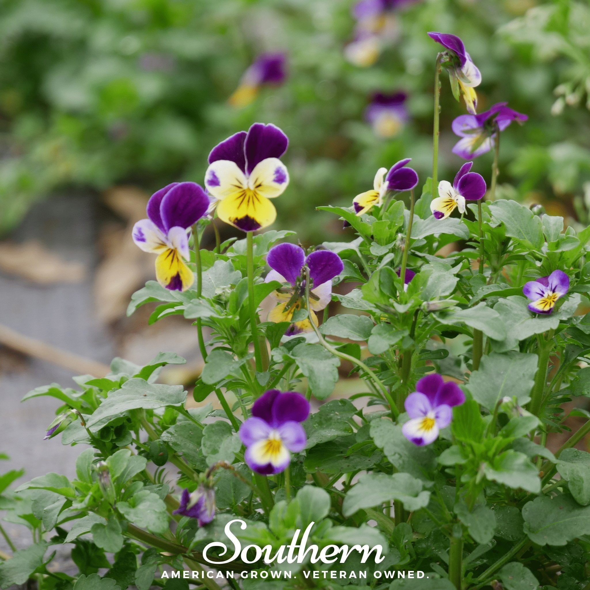 Johnny Jump Up Viola – 200 Seeds Southern Seeds