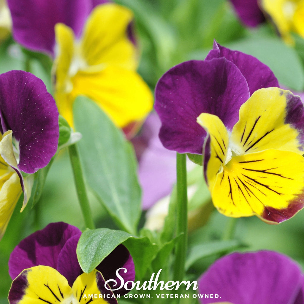 Johnny Jump Up Viola – 200 Seeds Southern Seeds