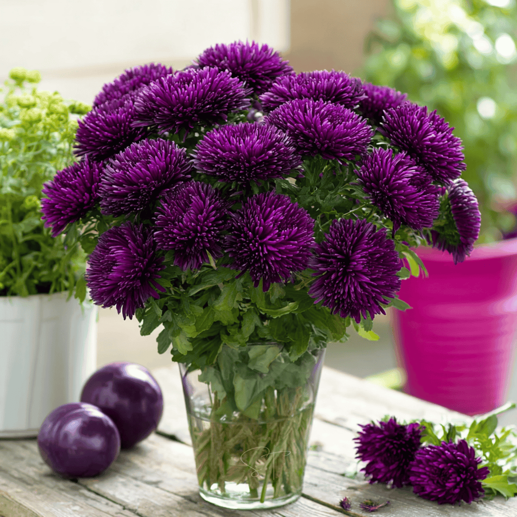 Violet Gremlin Aster – 50 Seeds Southern Seeds
