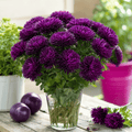 Violet Gremlin Aster – 50 Seeds Southern Seeds