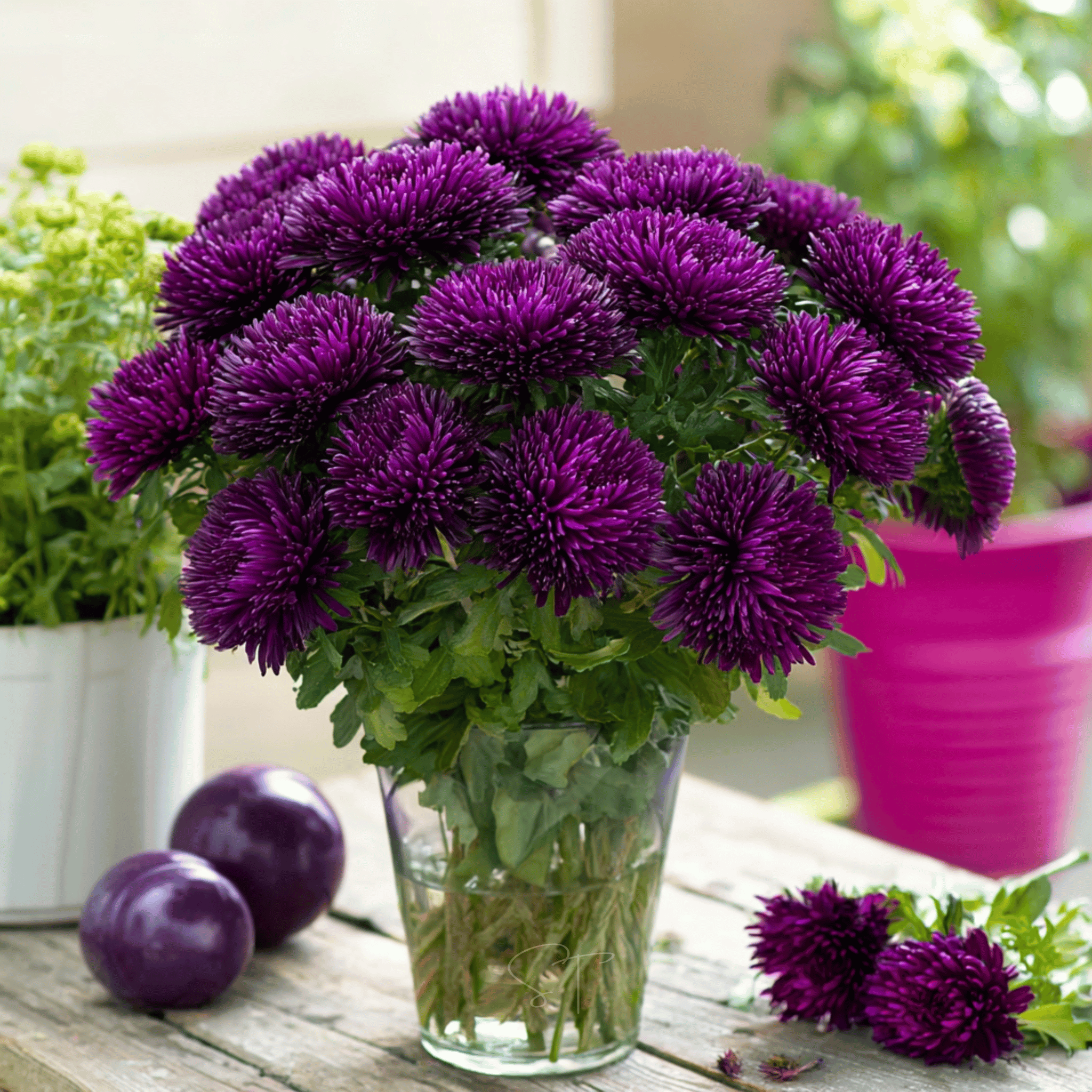 Violet Gremlin Aster – 50 Seeds Southern Seeds