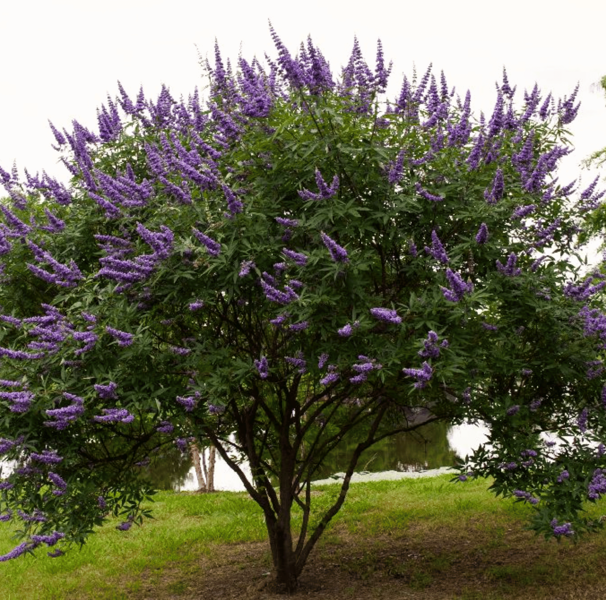 Vitex (Chaste Tree – Texas Lilac) – 20 Seeds Southern Seeds