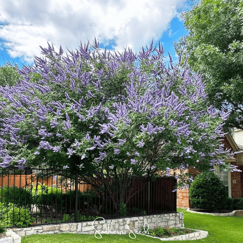 Vitex (Chaste Tree – Texas Lilac) – 20 Seeds Southern Seeds