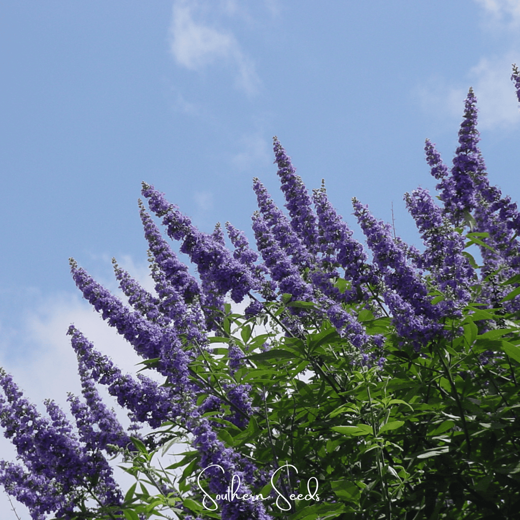 Vitex (Chaste Tree – Texas Lilac) – 20 Seeds Southern Seeds