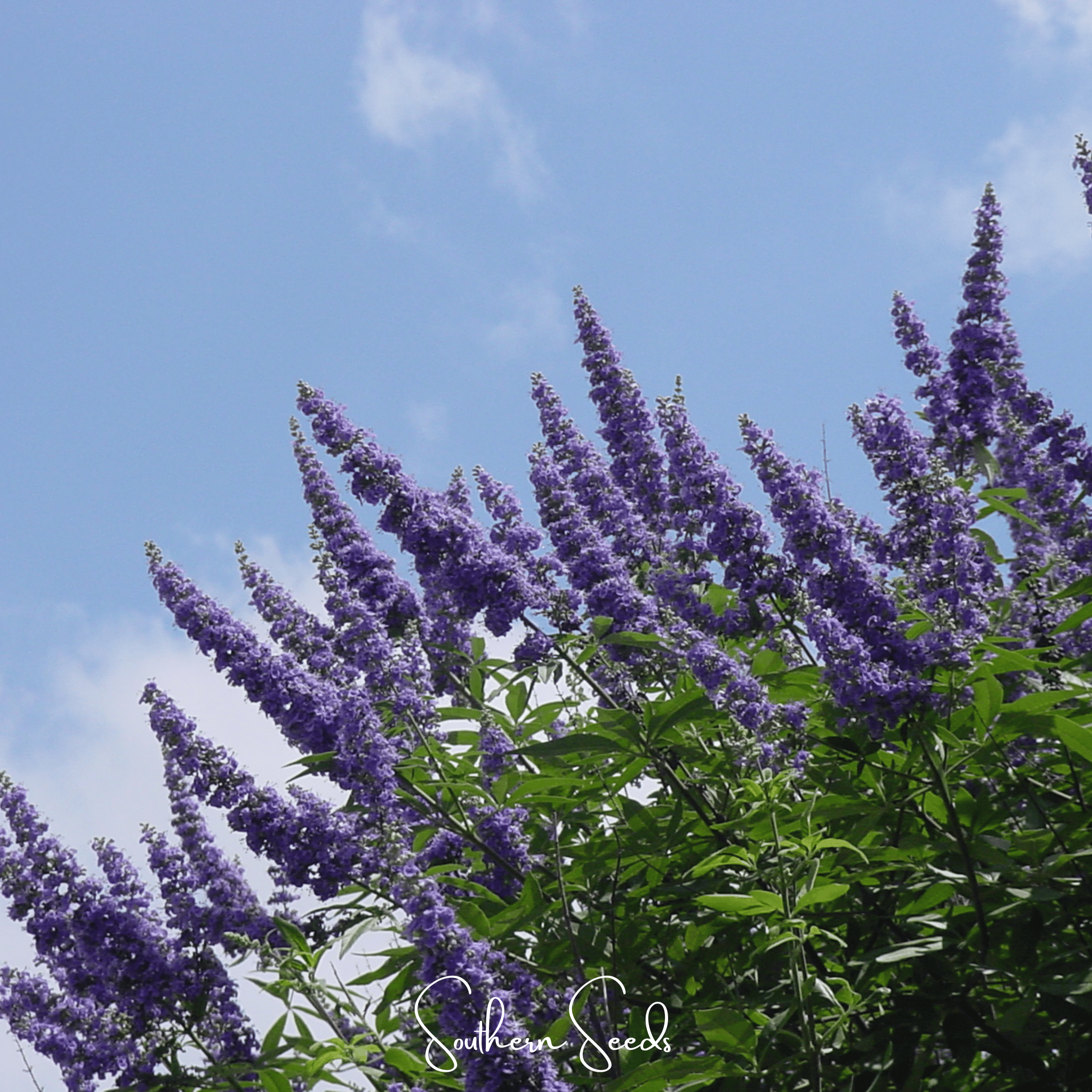 Vitex (Chaste Tree – Texas Lilac) – 20 Seeds Southern Seeds