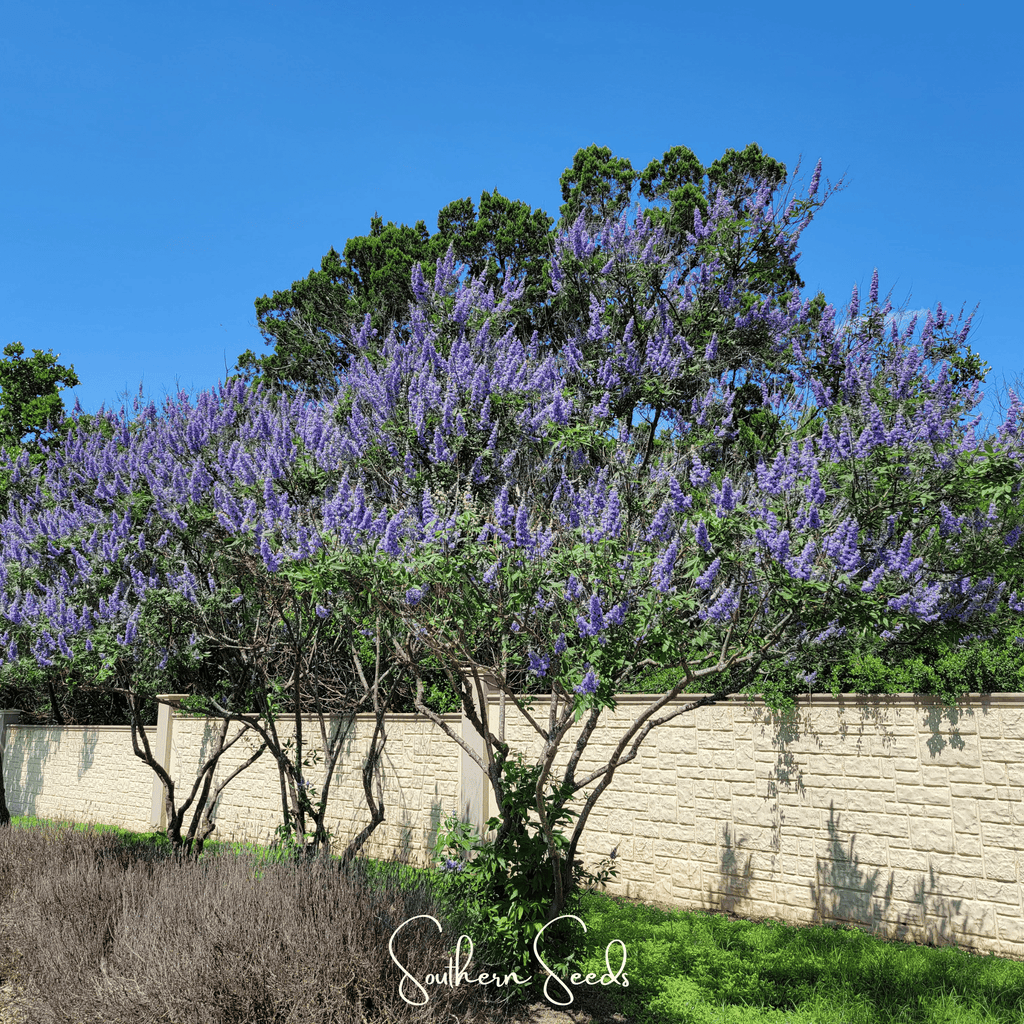 Vitex (Chaste Tree – Texas Lilac) – 20 Seeds Southern Seeds