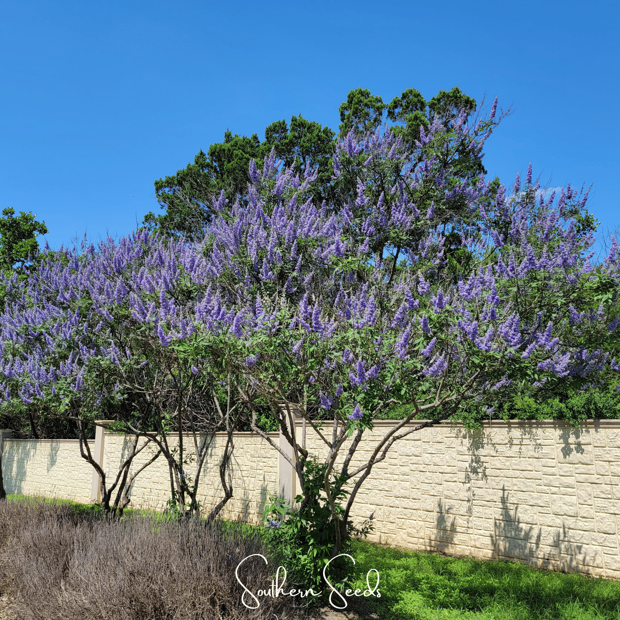 Vitex (Chaste Tree – Texas Lilac) – 20 Seeds Southern Seeds