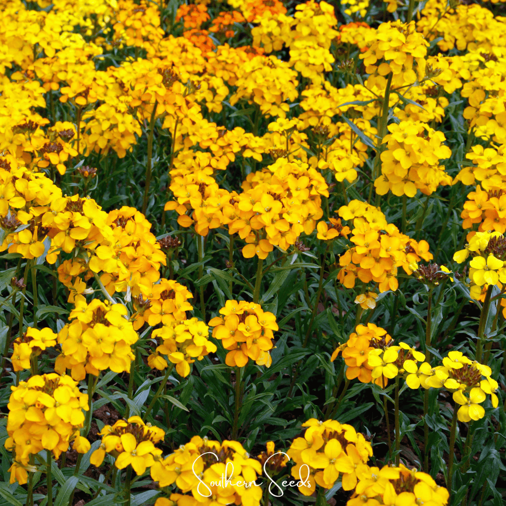 Siberian Wallflower – 250 Seeds Southern Seeds