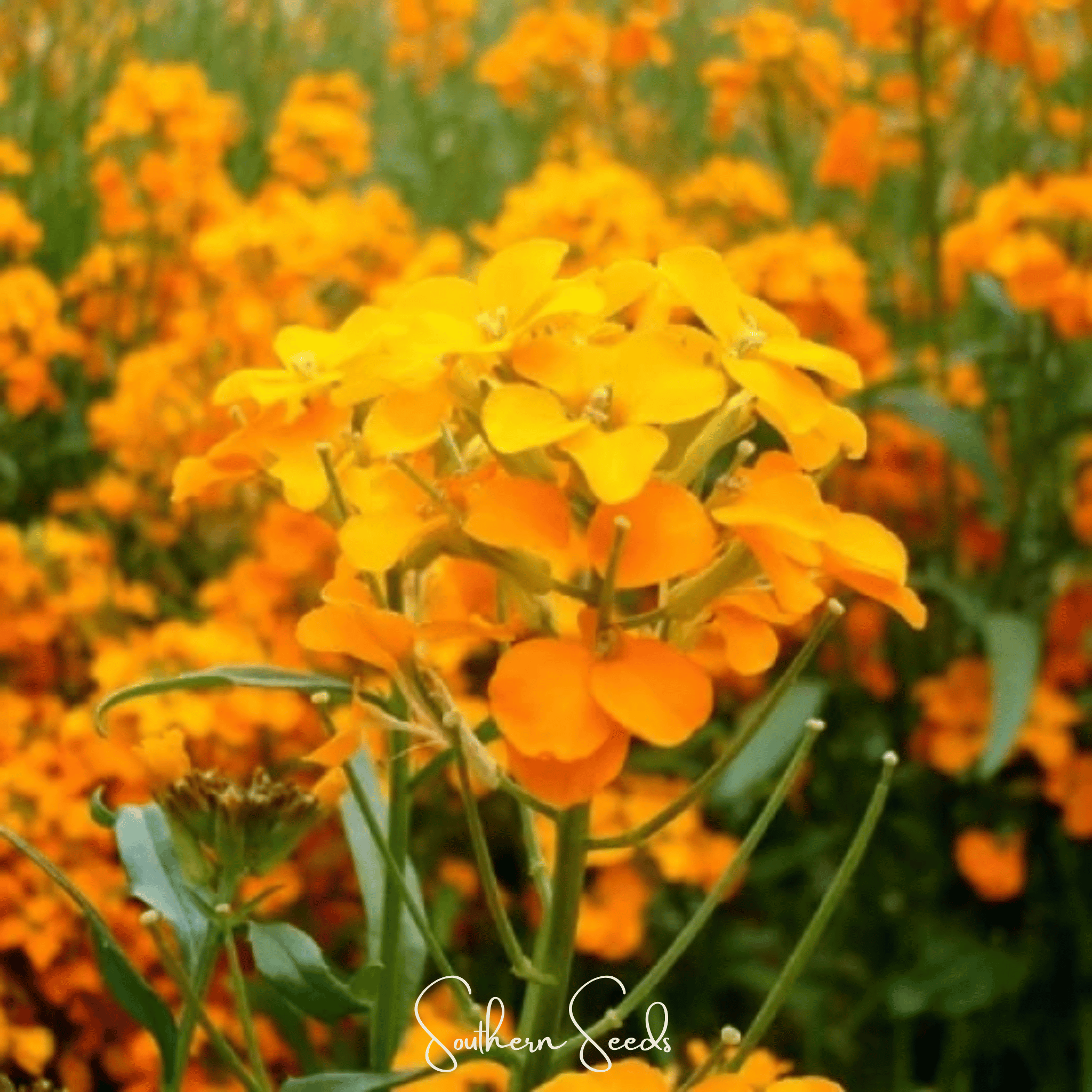 Siberian Wallflower – 250 Seeds Southern Seeds