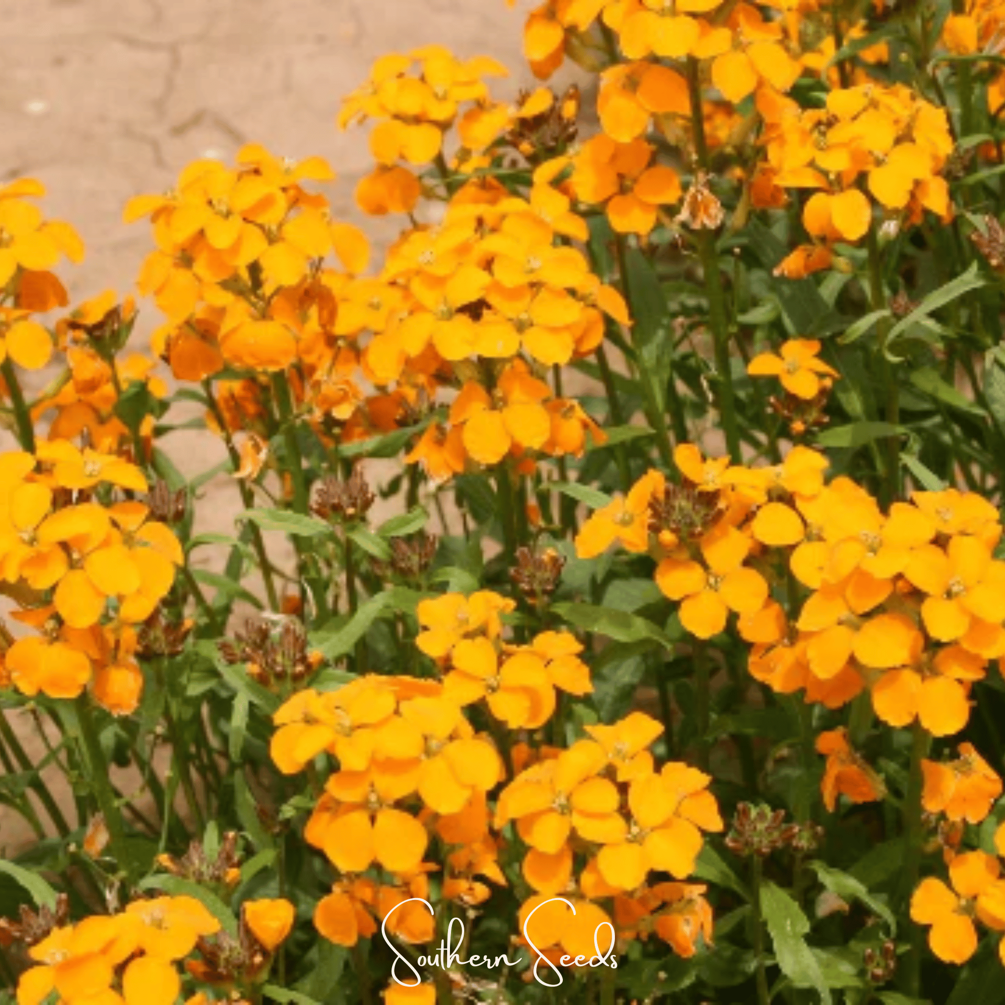 Siberian Wallflower – 250 Seeds Southern Seeds
