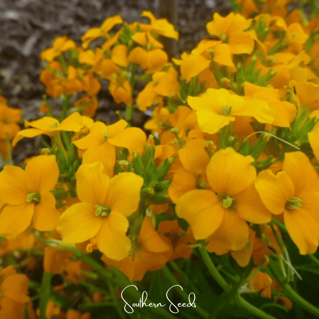 Siberian Wallflower – 250 Seeds Southern Seeds