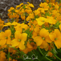 Siberian Wallflower – 250 Seeds Southern Seeds