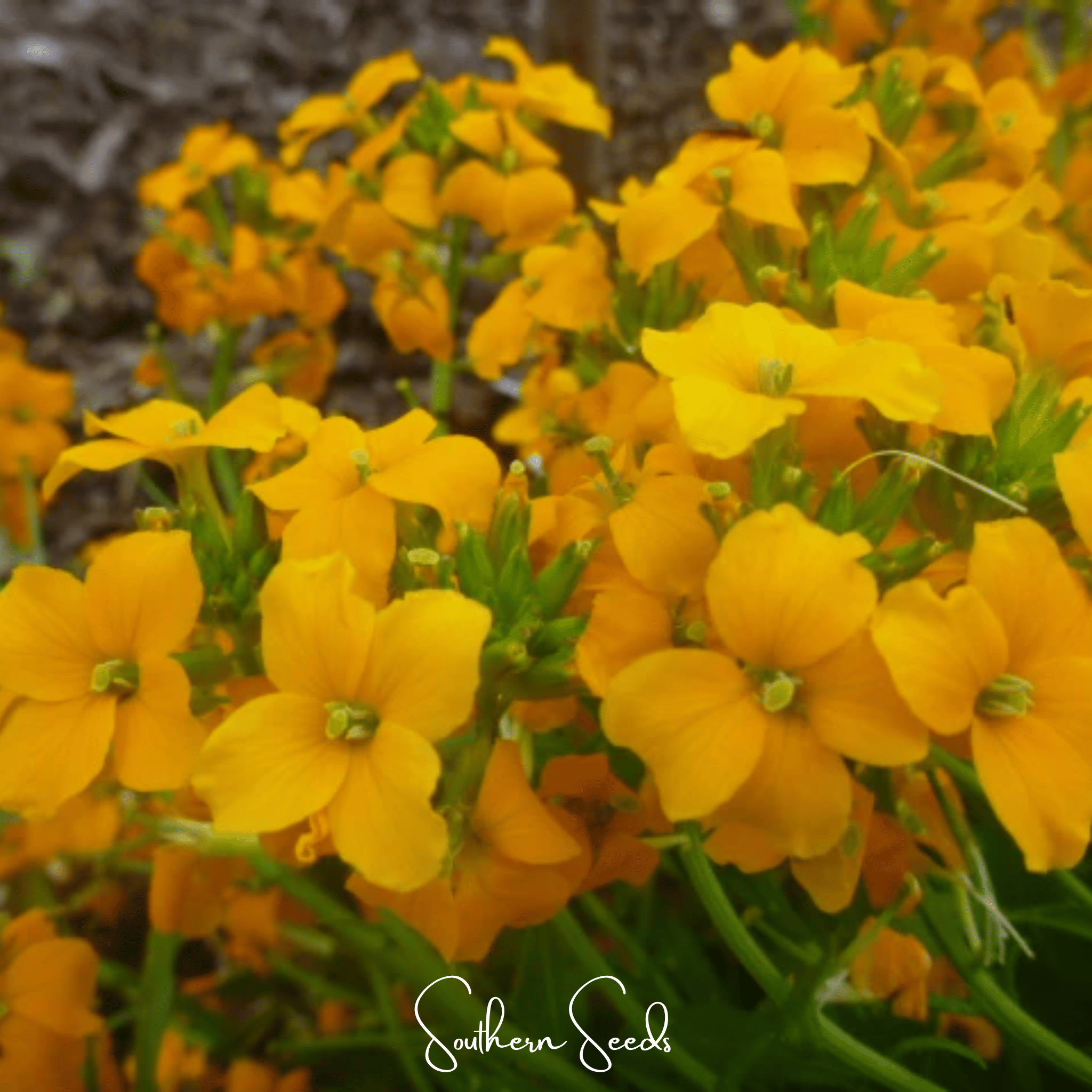 Siberian Wallflower – 250 Seeds Southern Seeds