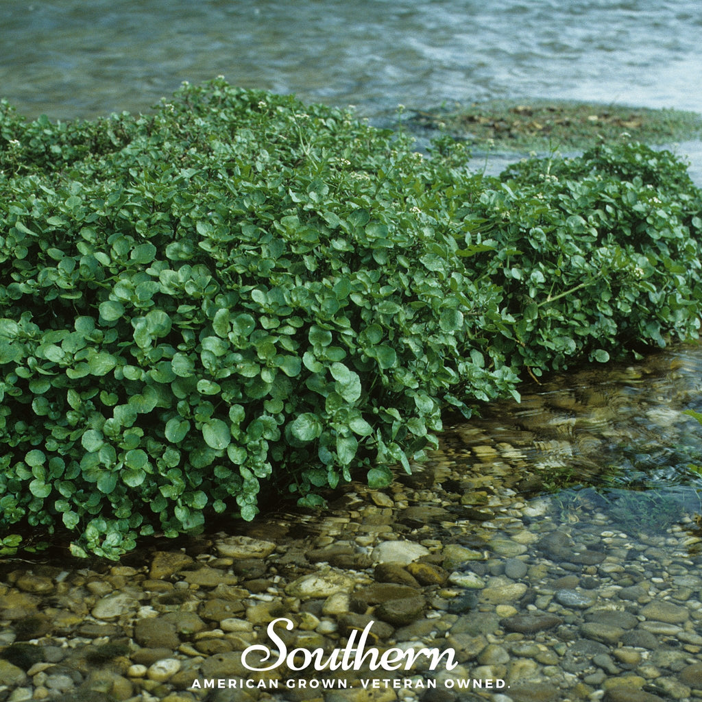 Watercress – 200 Seeds Southern Seeds