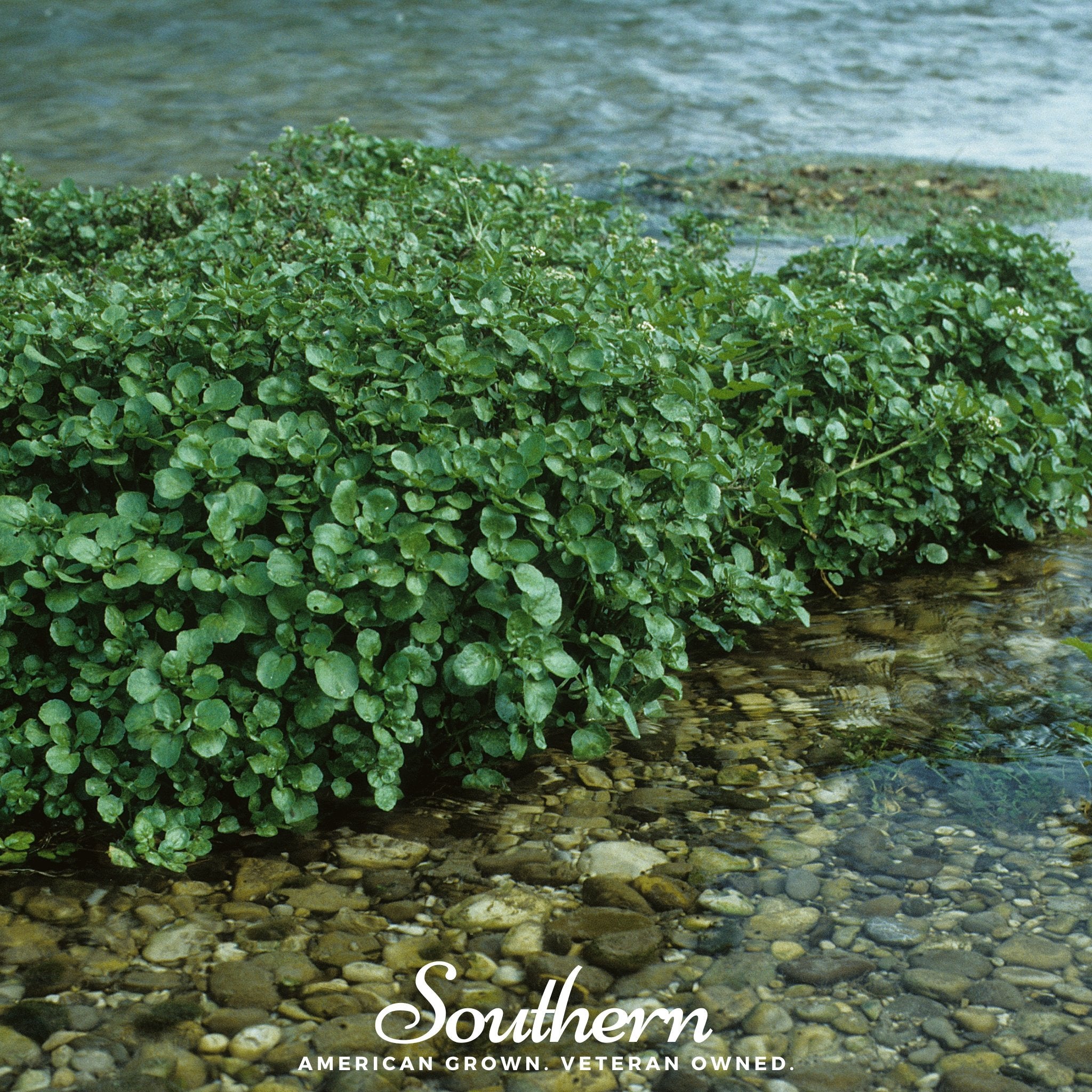Watercress – 200 Seeds Southern Seeds
