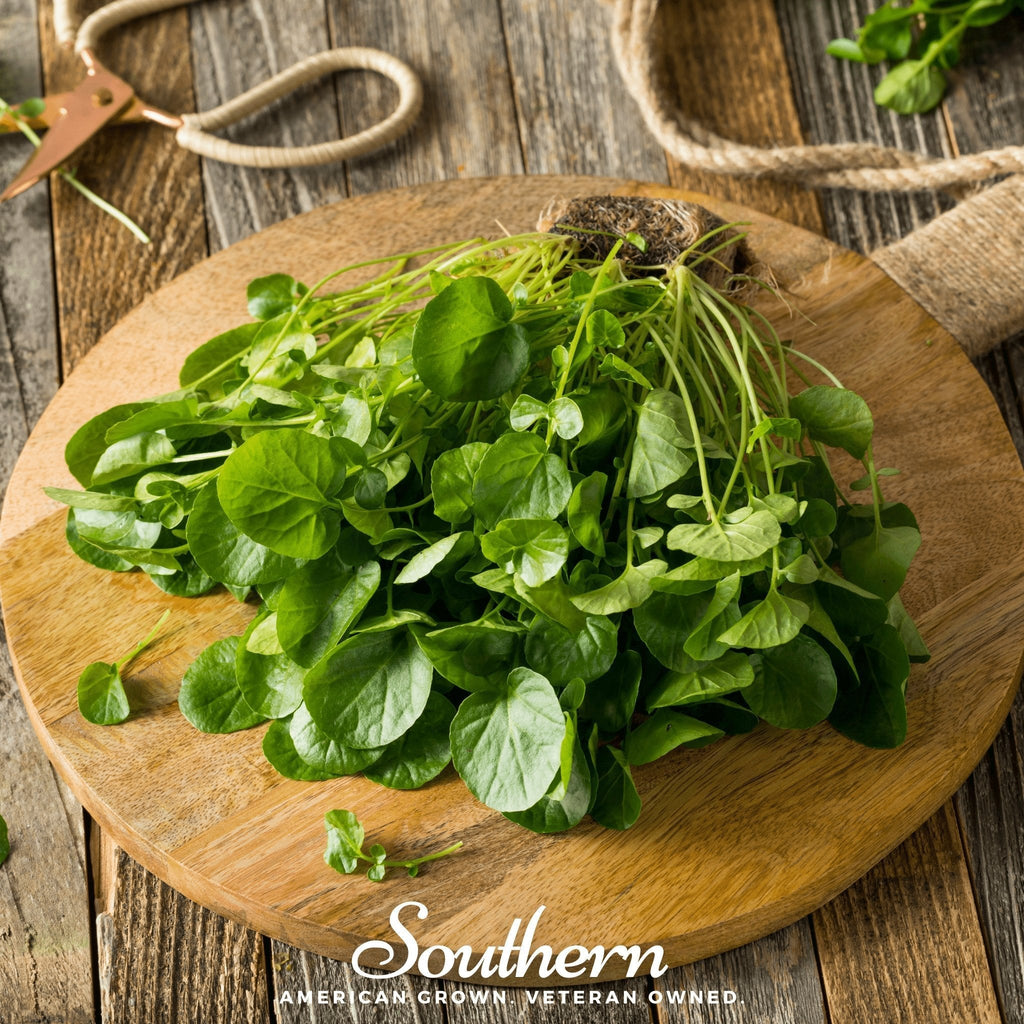 Watercress – 200 Seeds Southern Seeds