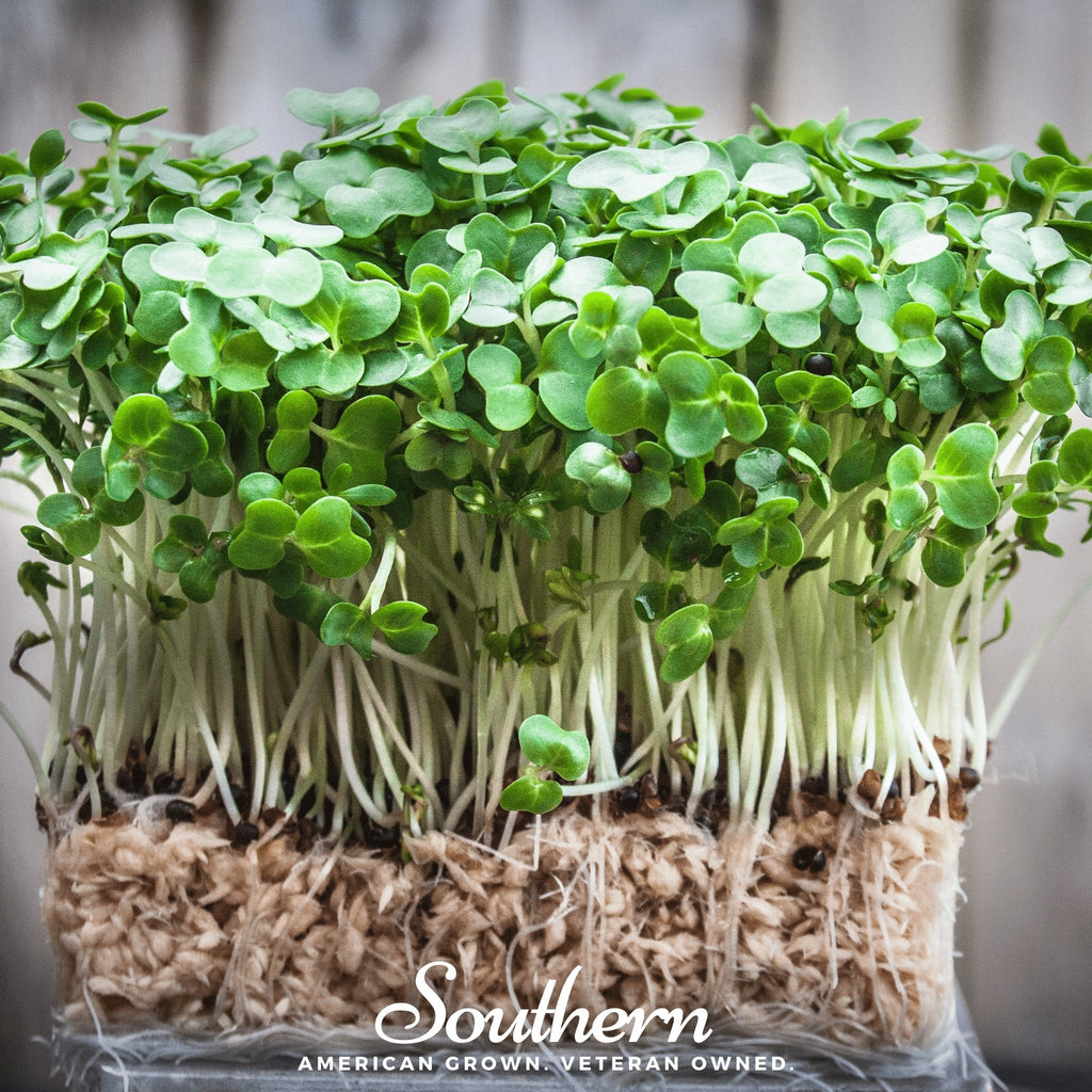 Watercress – 200 Seeds Southern Seeds