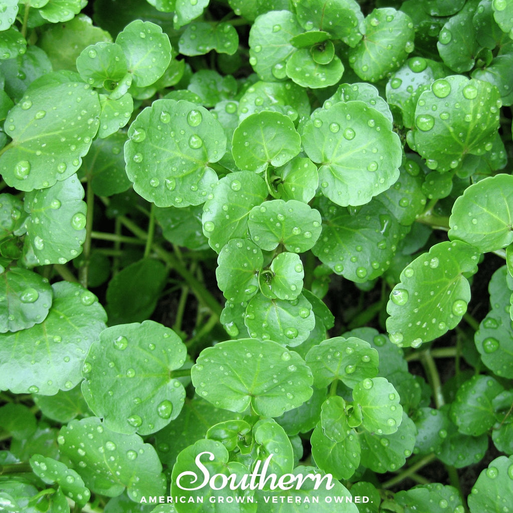 Watercress – 200 Seeds Southern Seeds