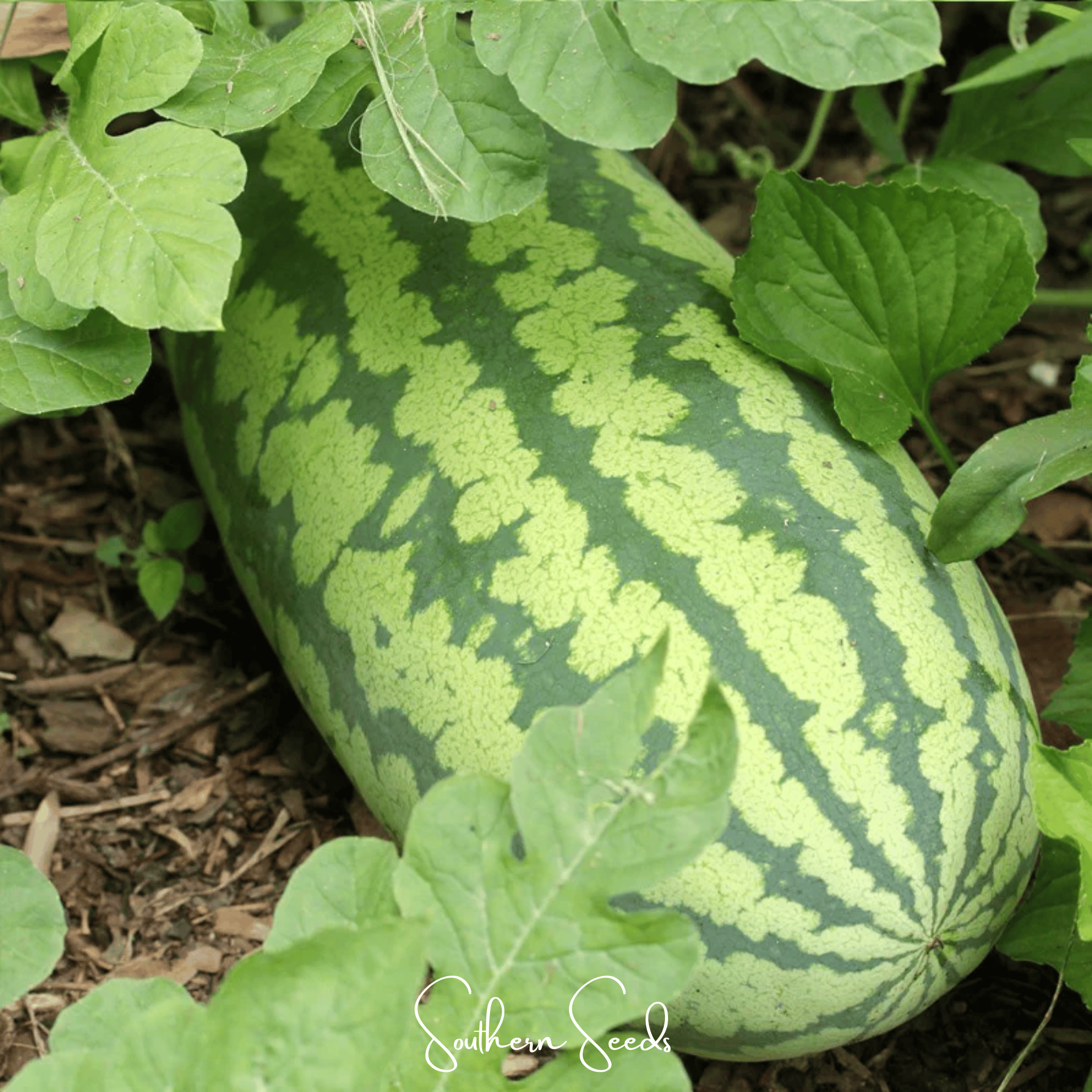 Congo Watermelon – 25 Seeds Southern Seeds