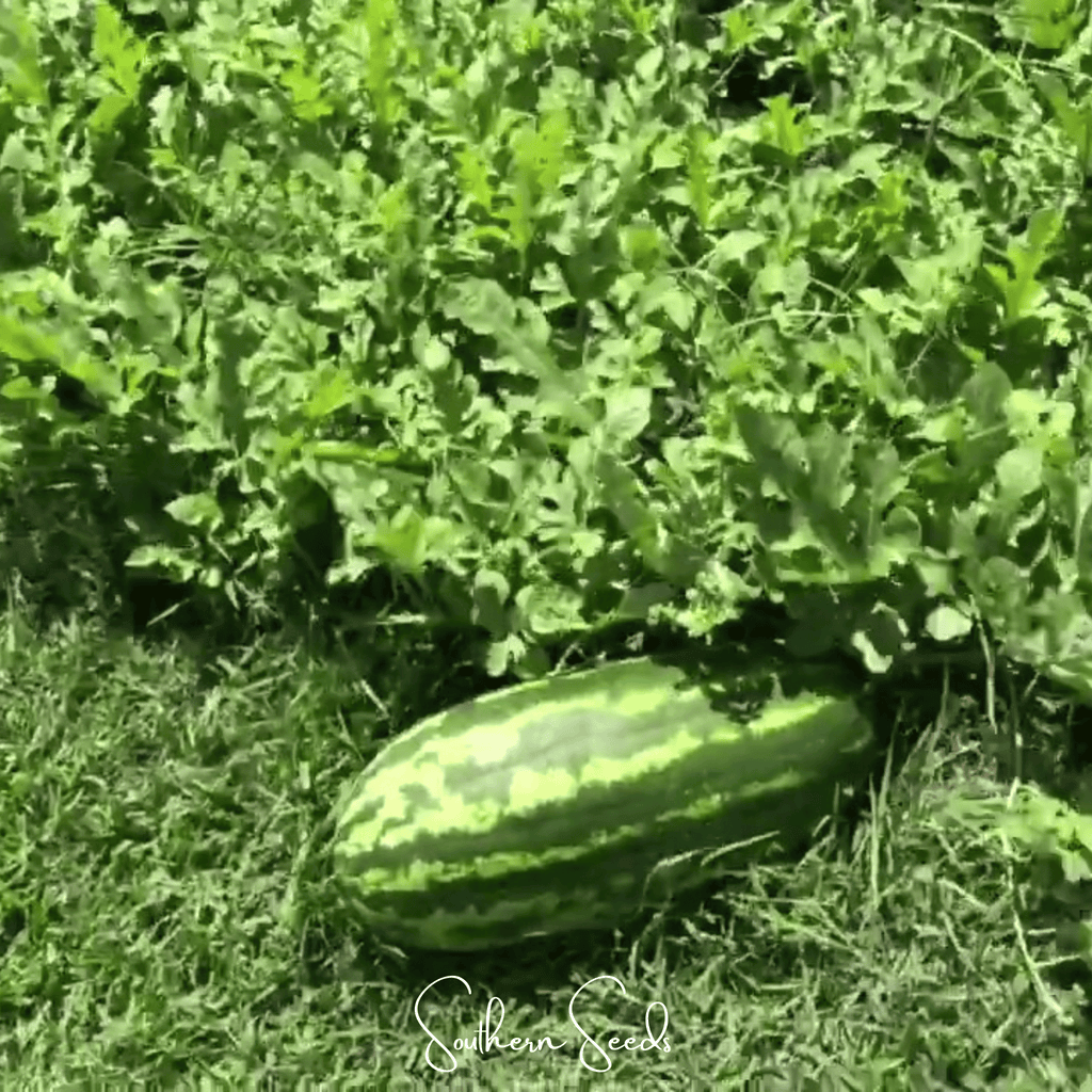 Congo Watermelon – 25 Seeds Southern Seeds
