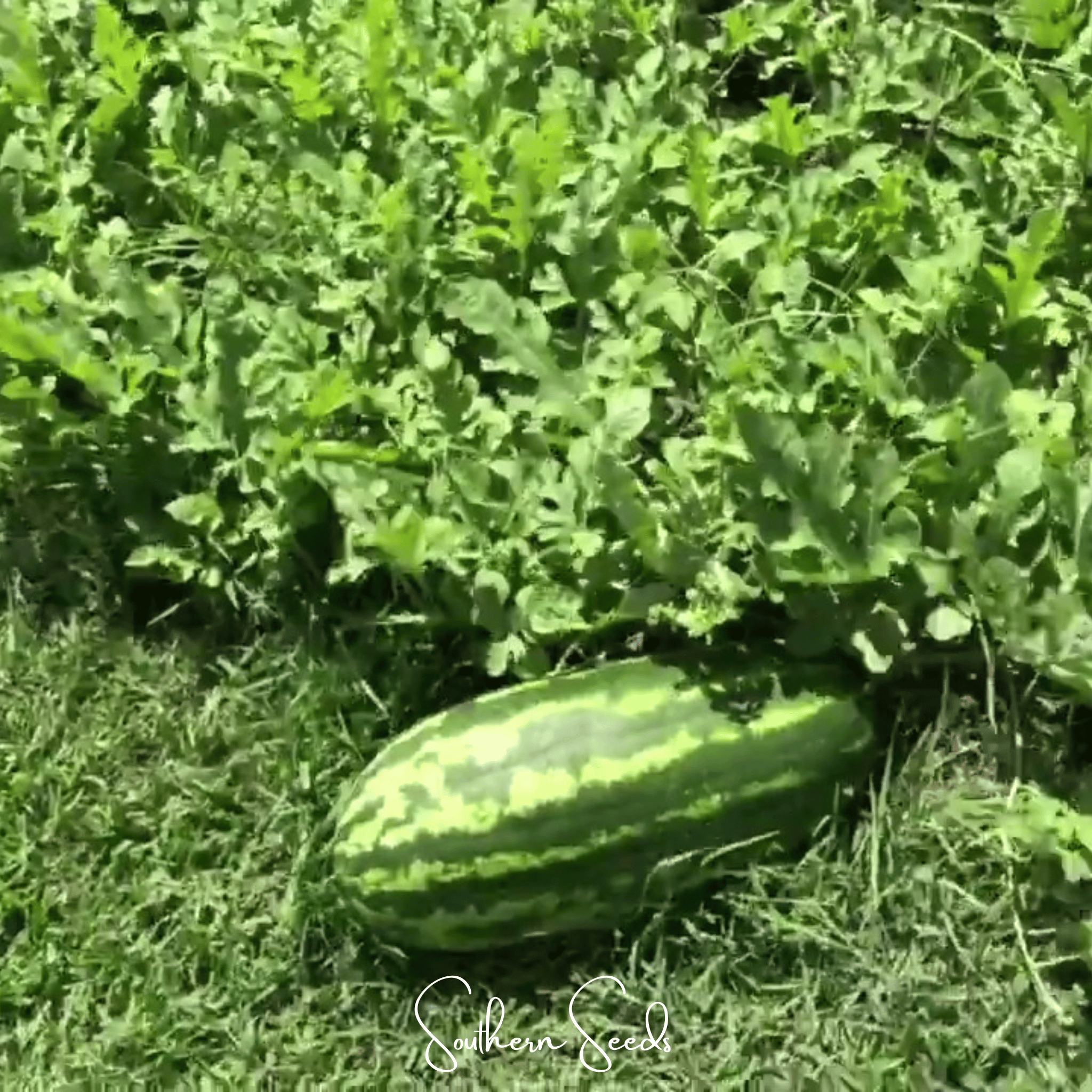 Congo Watermelon – 25 Seeds Southern Seeds