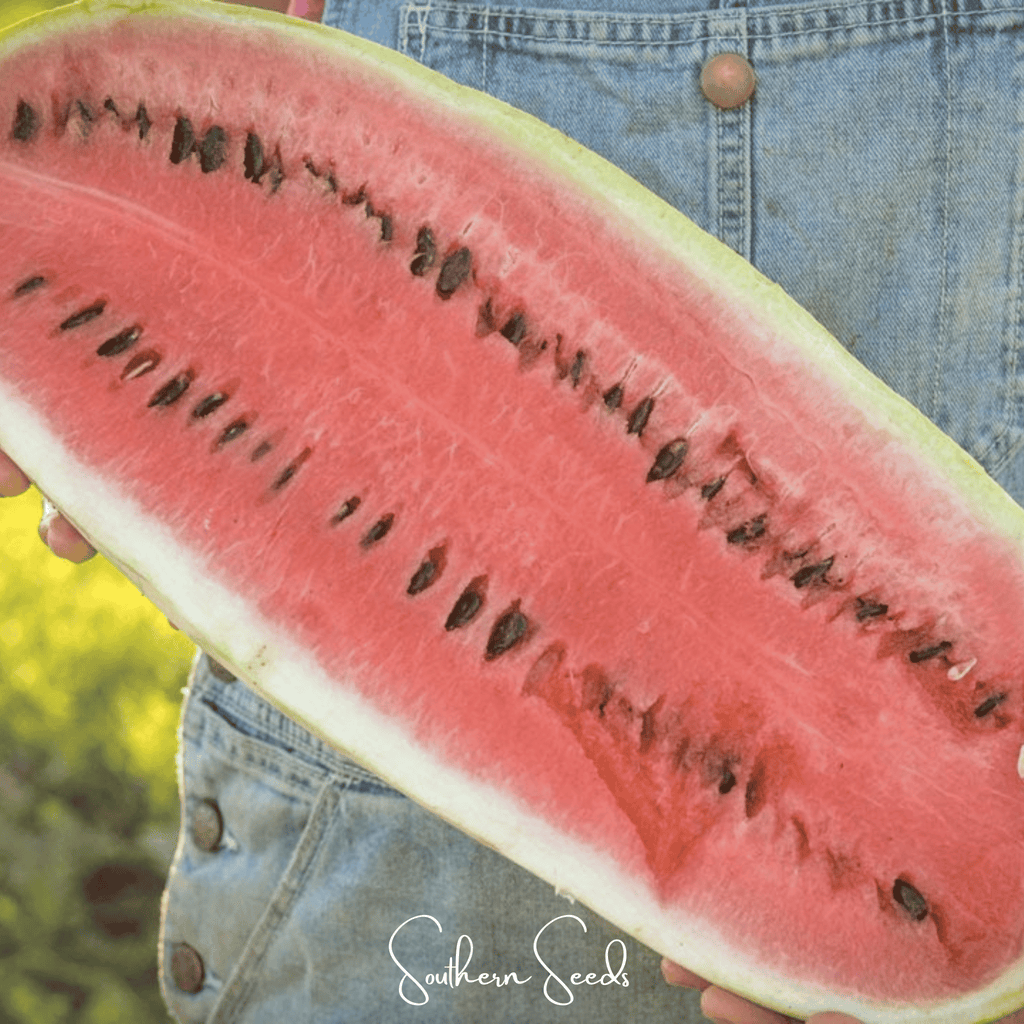 Congo Watermelon – 25 Seeds Southern Seeds
