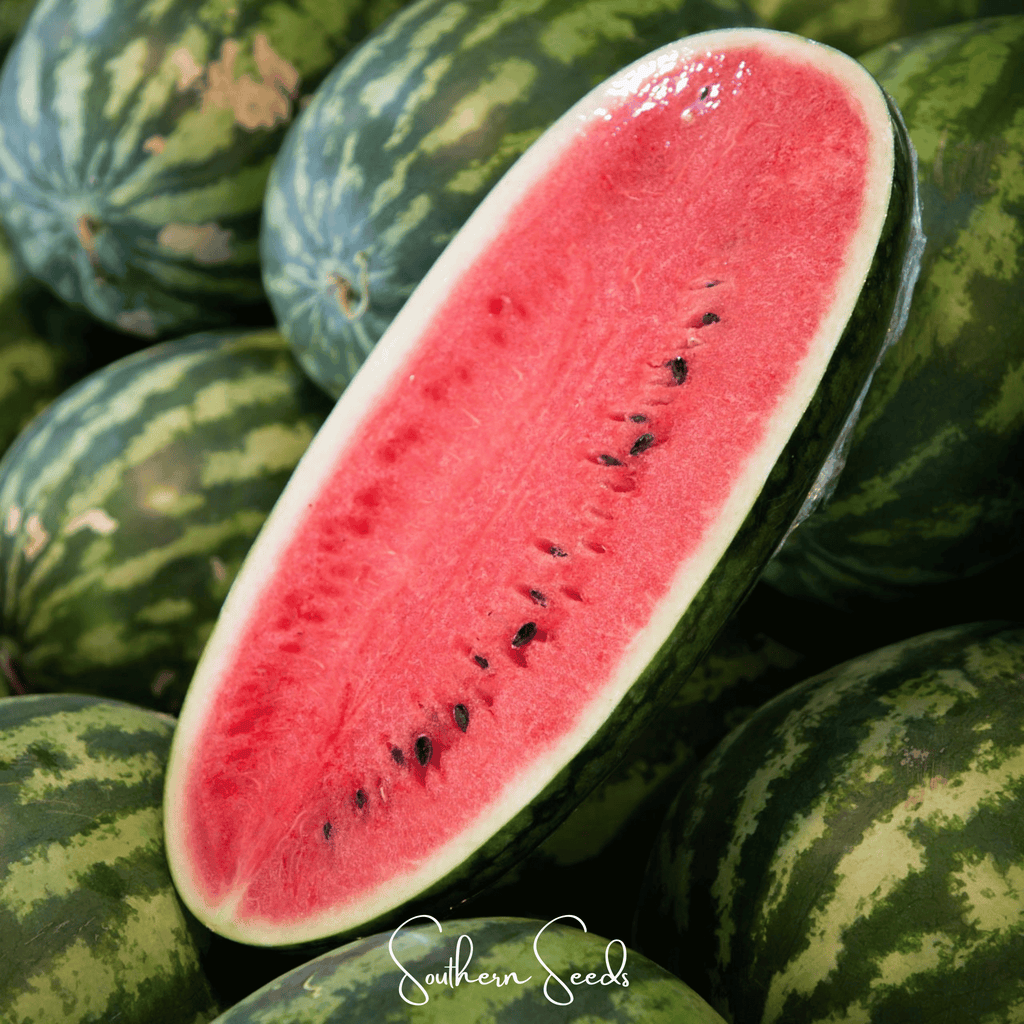 Congo Watermelon – 25 Seeds Southern Seeds