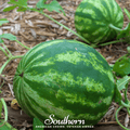 Crimson Sweet Watermelon – 25 Seeds Southern Seeds