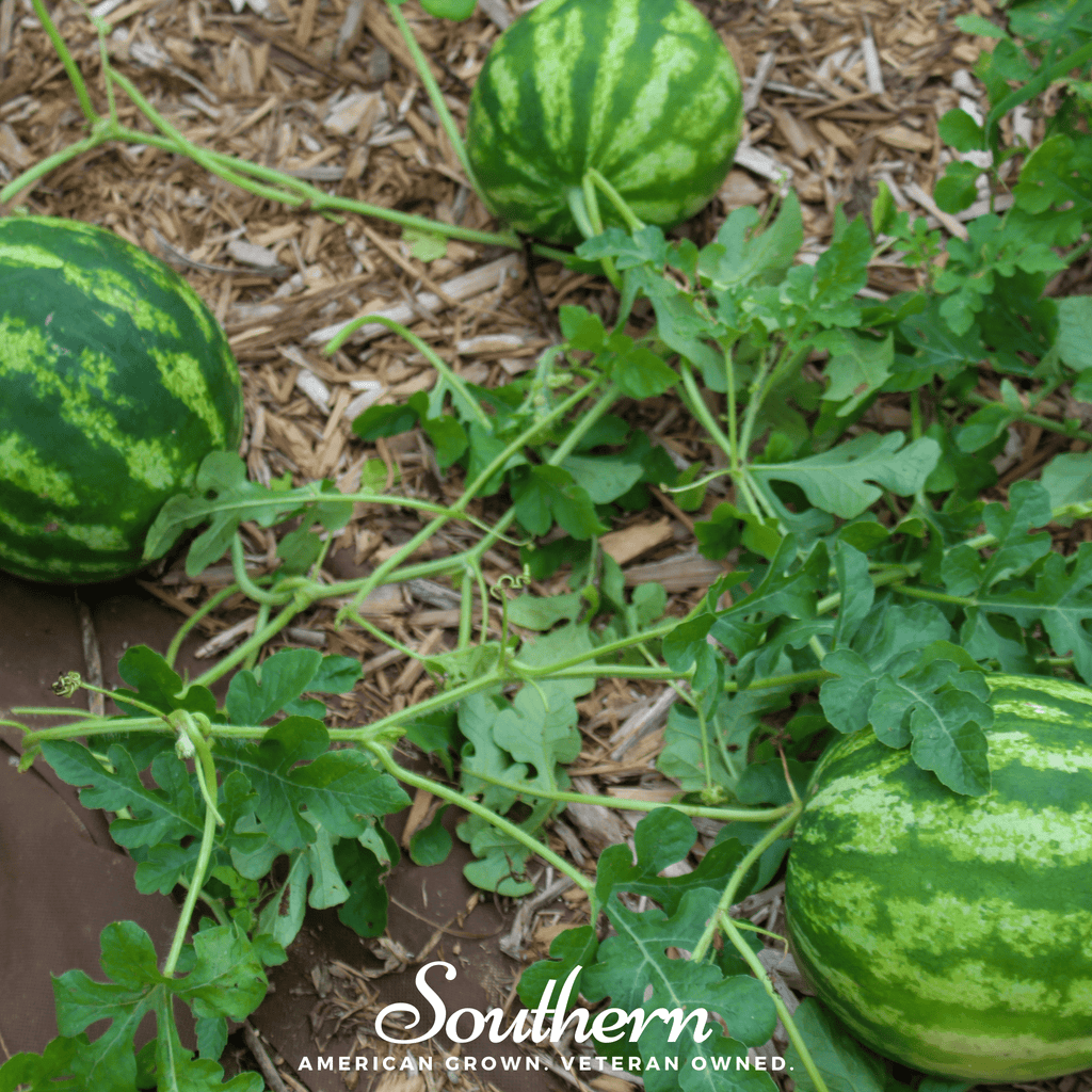 Crimson Sweet Watermelon – 25 Seeds Southern Seeds