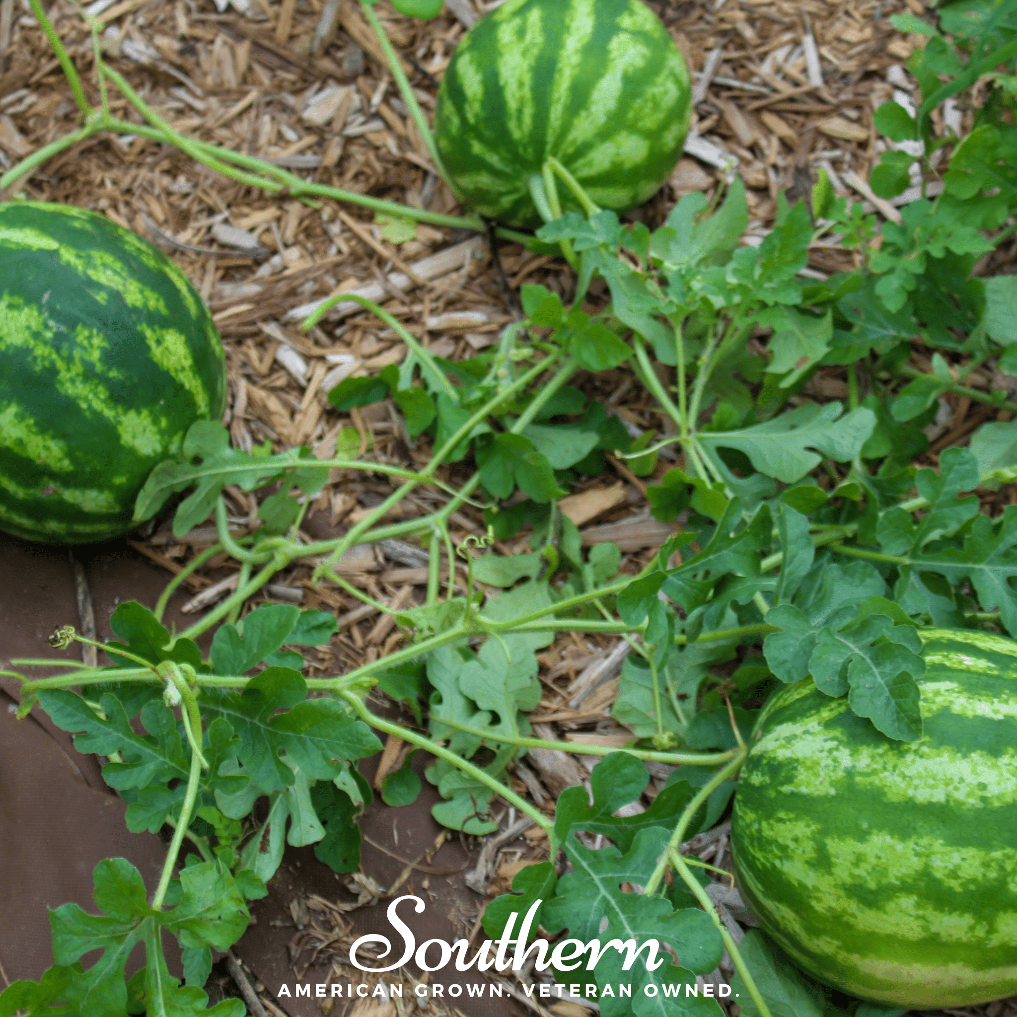 Crimson Sweet Watermelon – 25 Seeds Southern Seeds