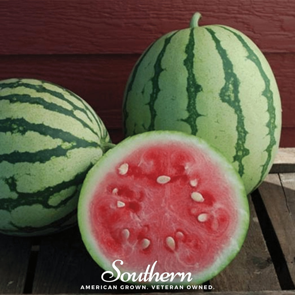 Dixie Queen Watermelon – 25 Seeds Southern Seeds
