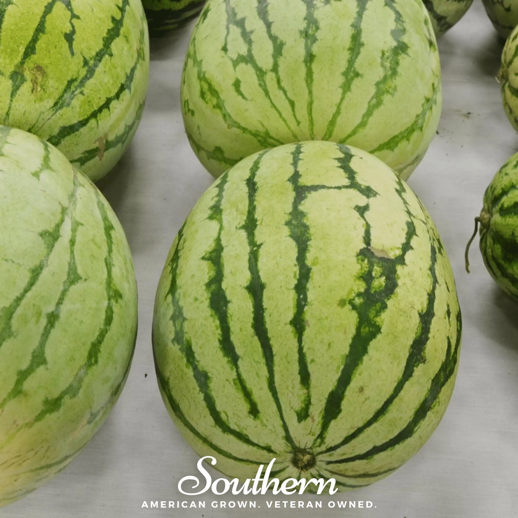 Dixie Queen Watermelon – 25 Seeds Southern Seeds