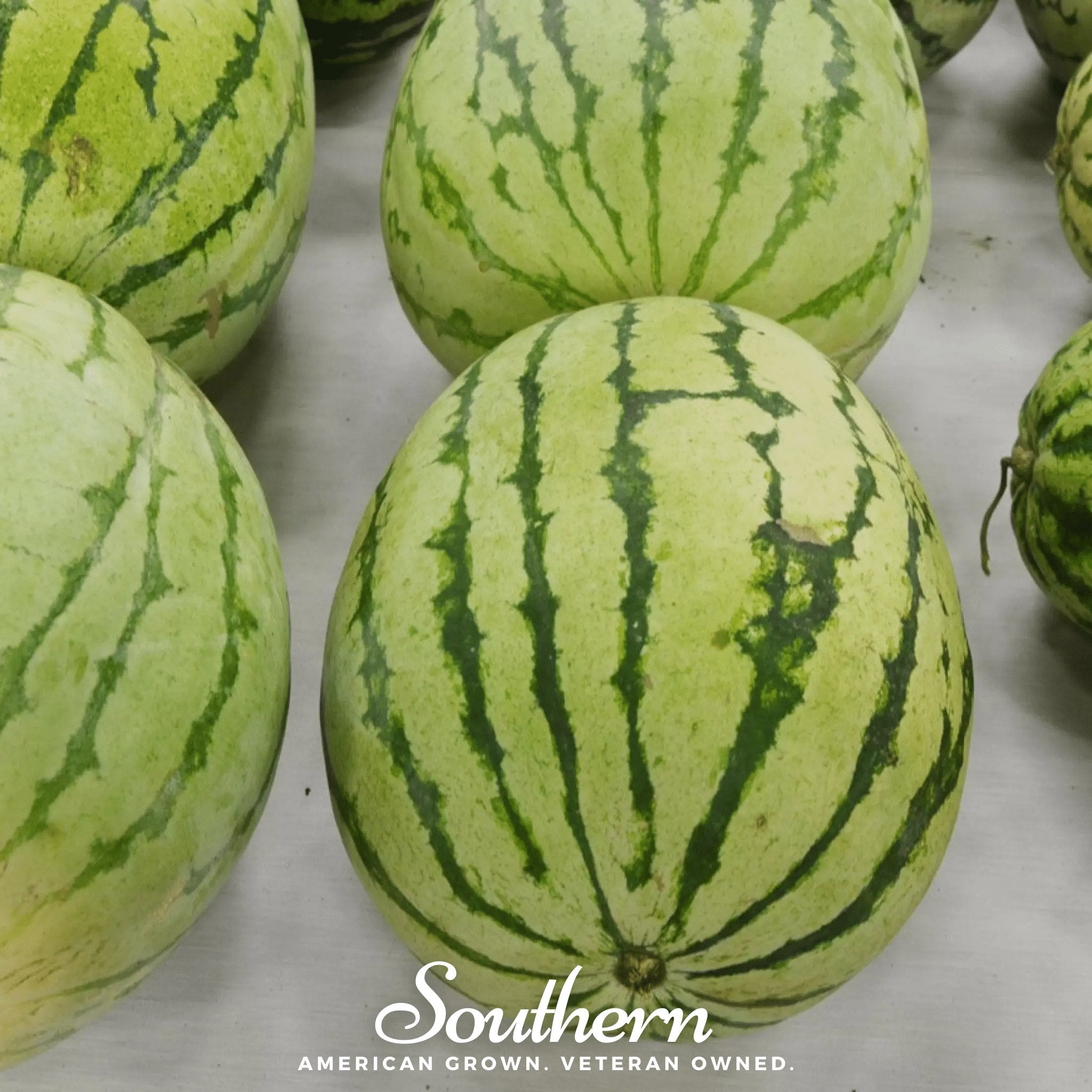 Dixie Queen Watermelon – 25 Seeds Southern Seeds