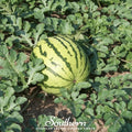 Dixie Queen Watermelon – 25 Seeds Southern Seeds