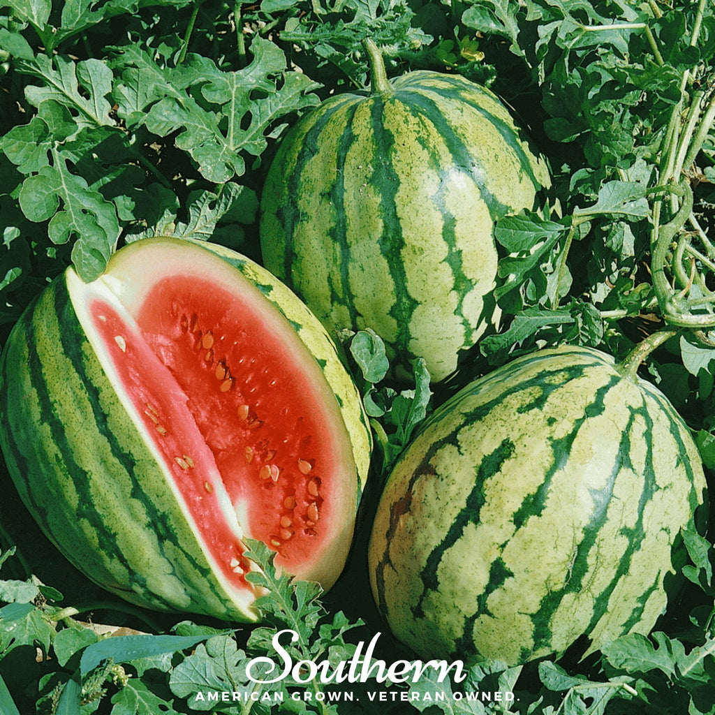Dixie Queen Watermelon – 25 Seeds Southern Seeds