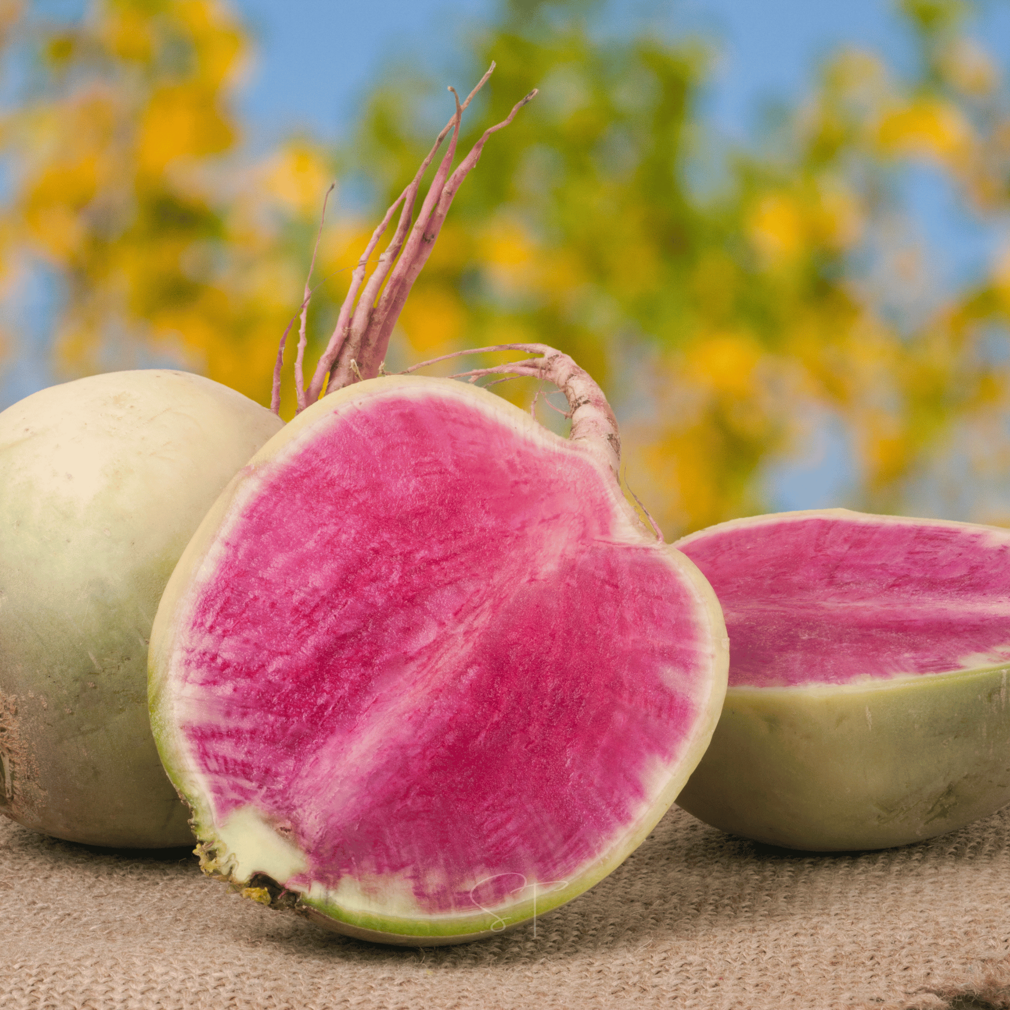Watermelon Radish – 50 Seeds Southern Seeds