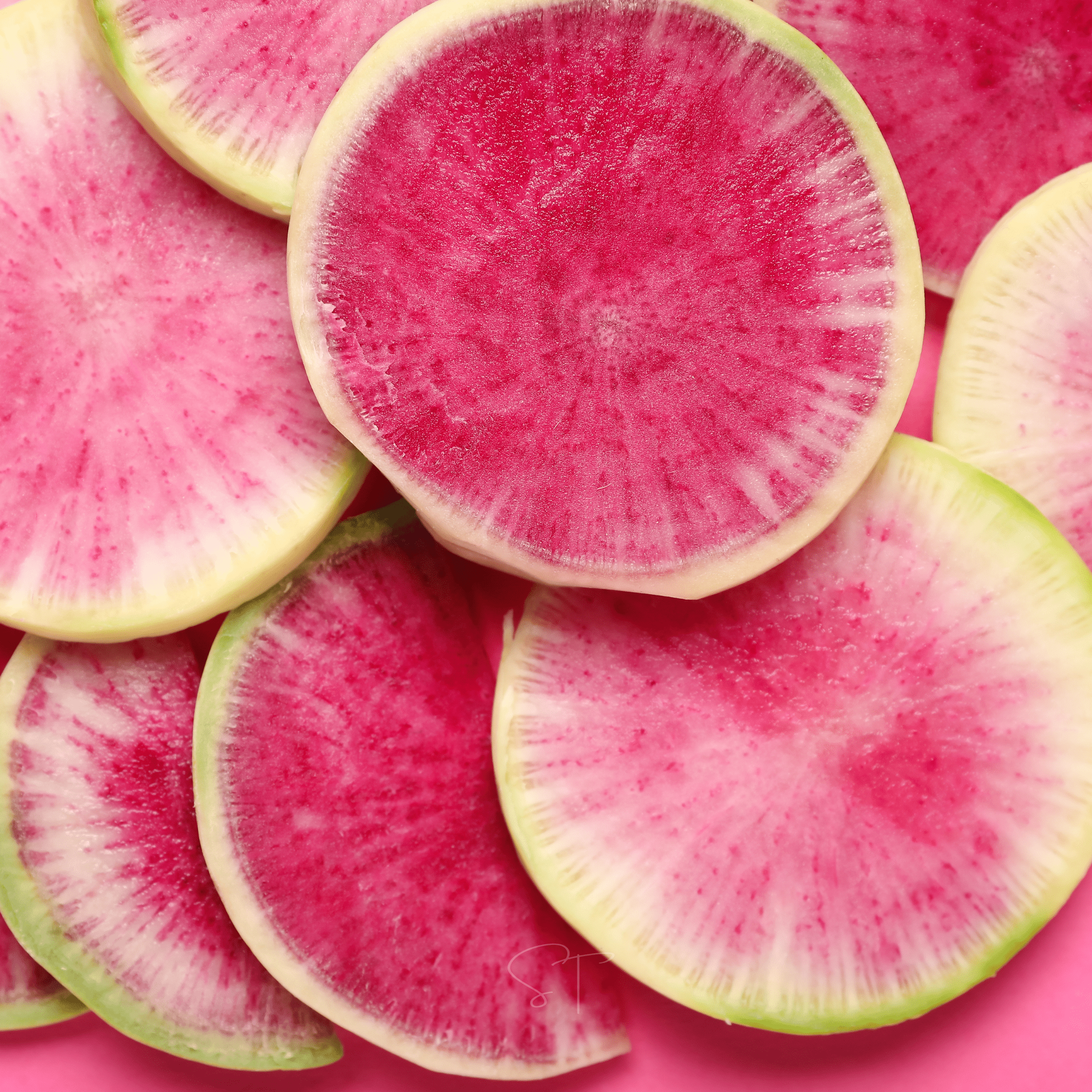 Watermelon Radish – 50 Seeds Southern Seeds