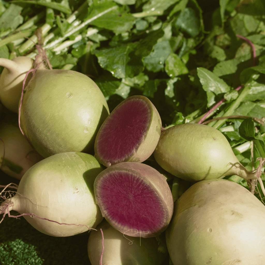 Watermelon Radish – 50 Seeds Southern Seeds