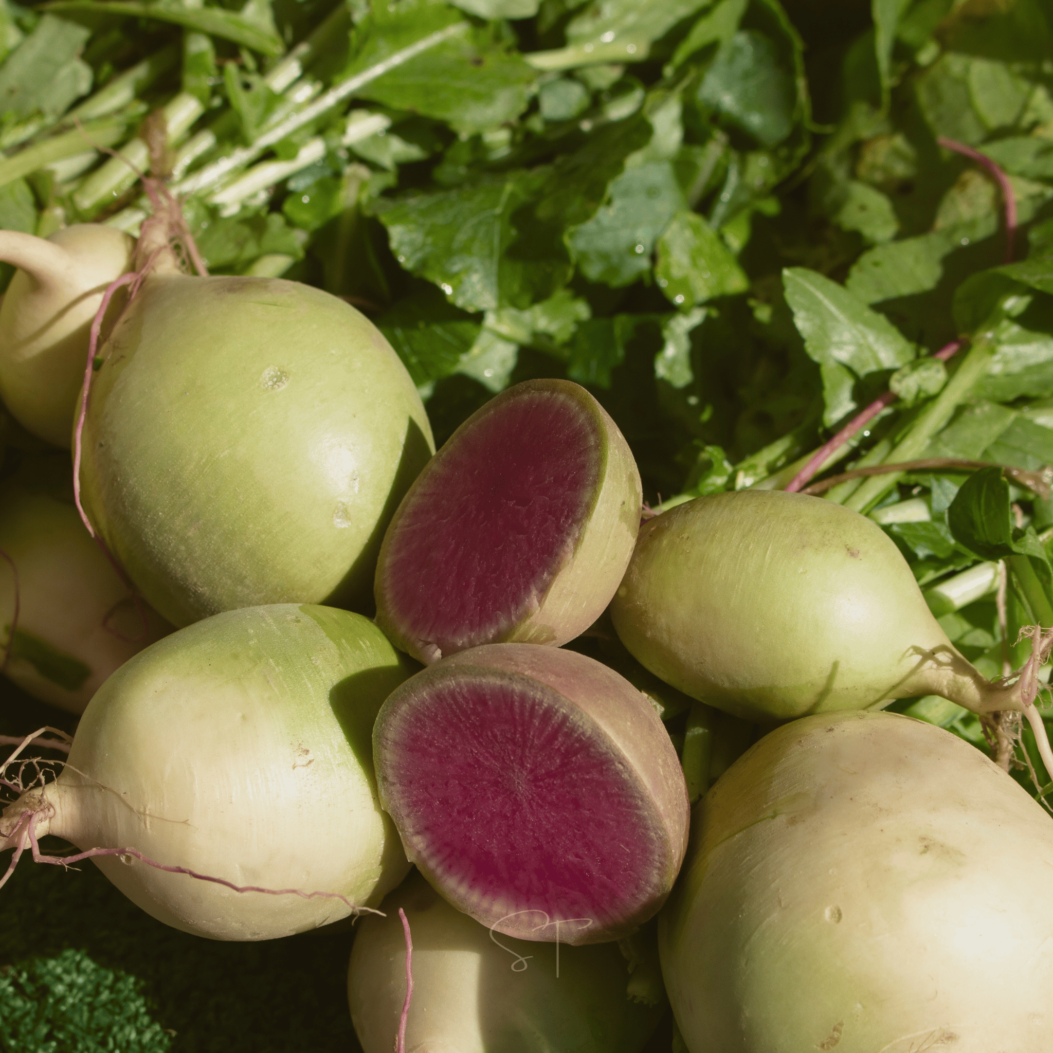 Watermelon Radish – 50 Seeds Southern Seeds