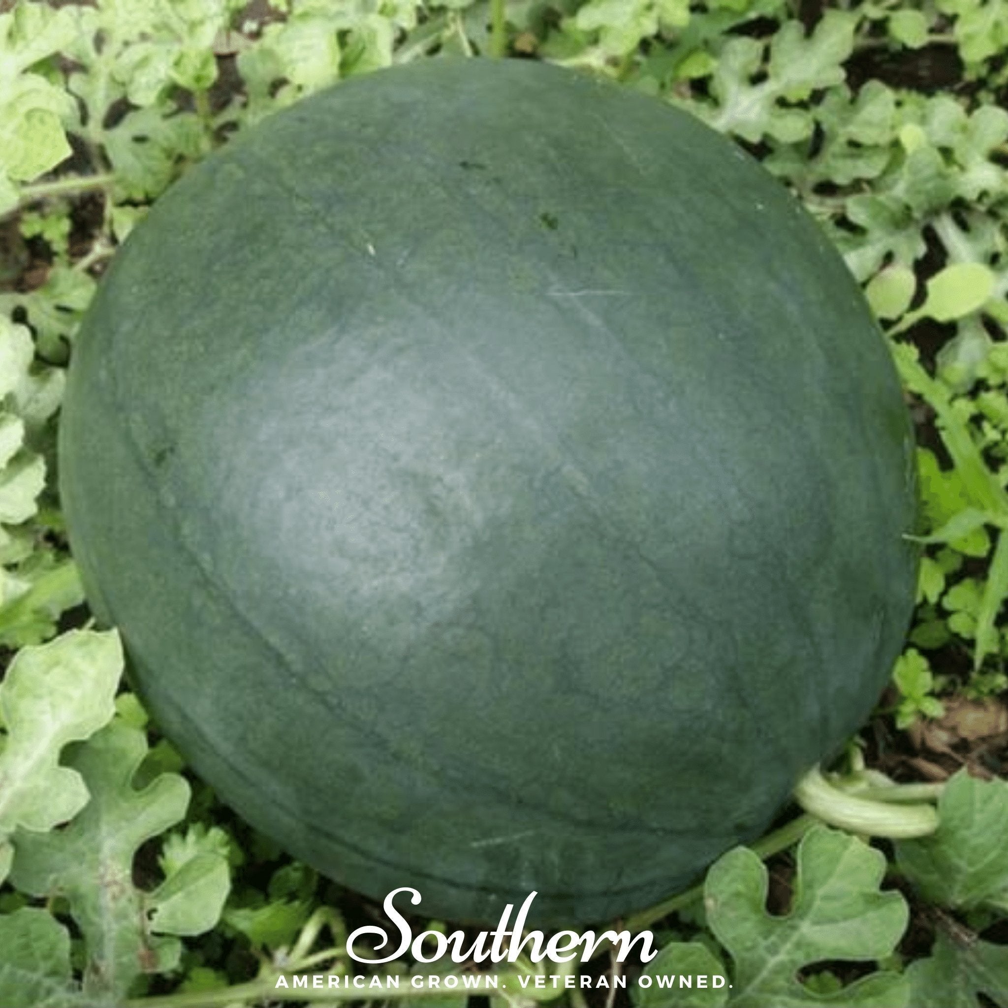 Sugar Baby Watermelon – 25 Seeds Southern Seeds